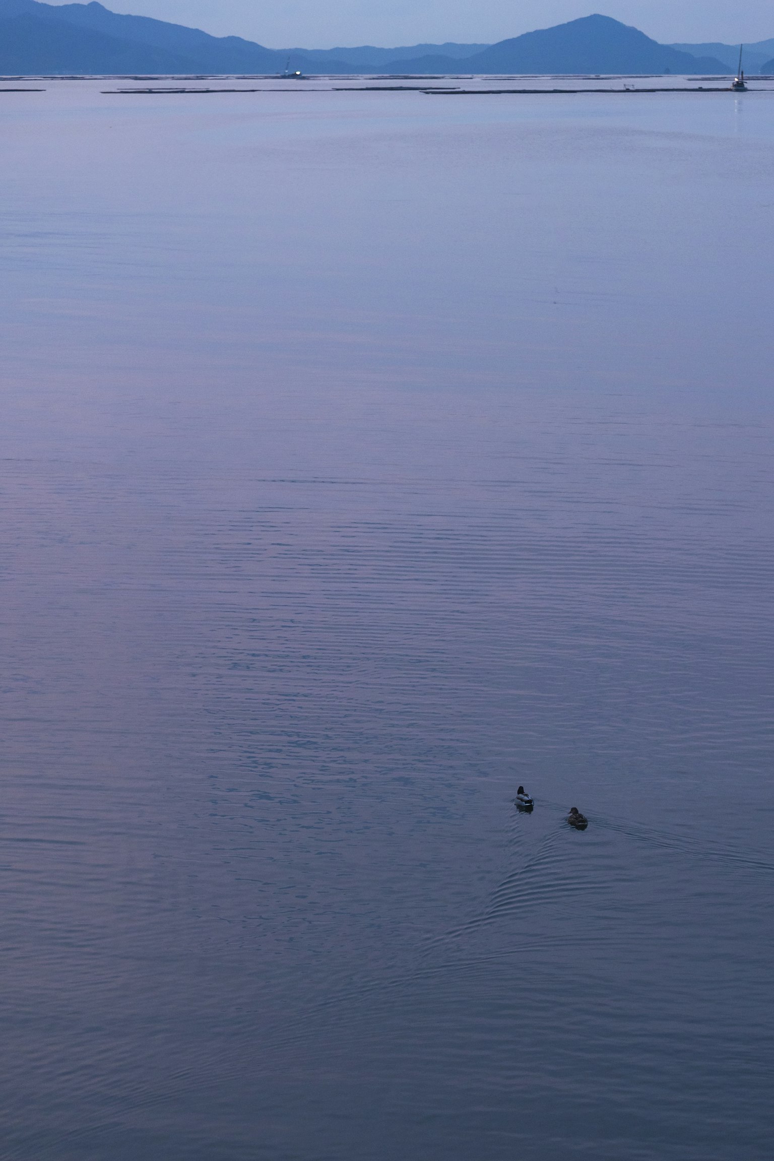 Deux oiseaux aquatiques flottant sur une surface calme avec des montagnes au loin