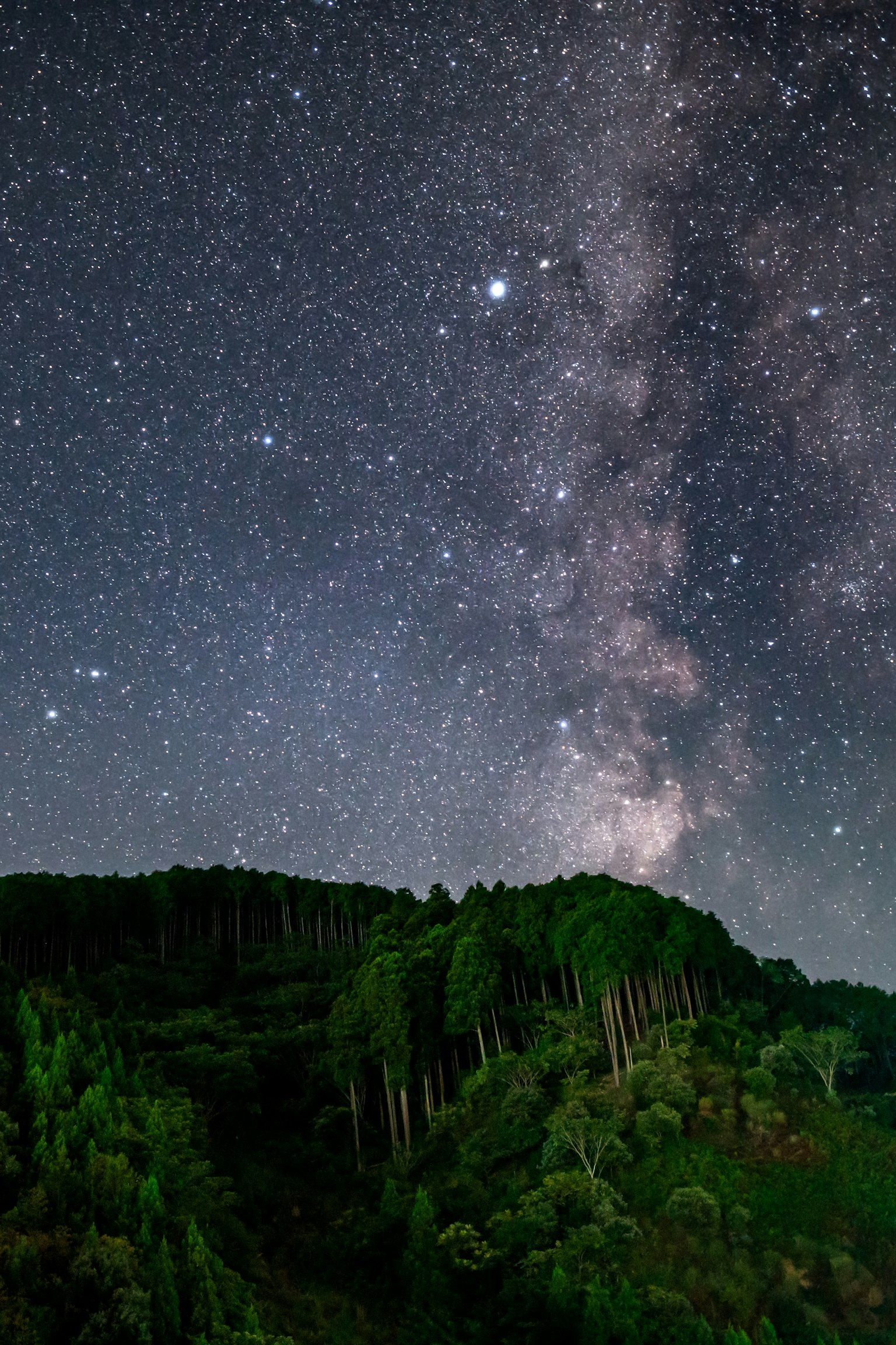 별이 빛나는 하늘과 은하수의 야경 나무가 전경에 보임