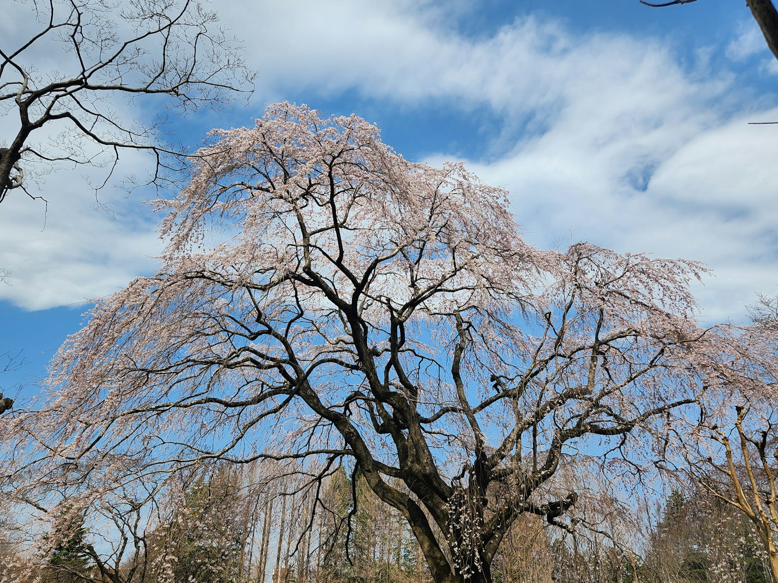 Weeping cherry tree in bloom under a blue sky