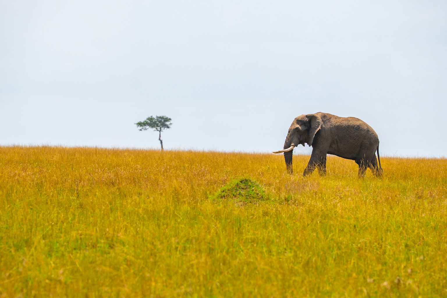 Elefante che cammina in una prateria dorata con un albero solitario