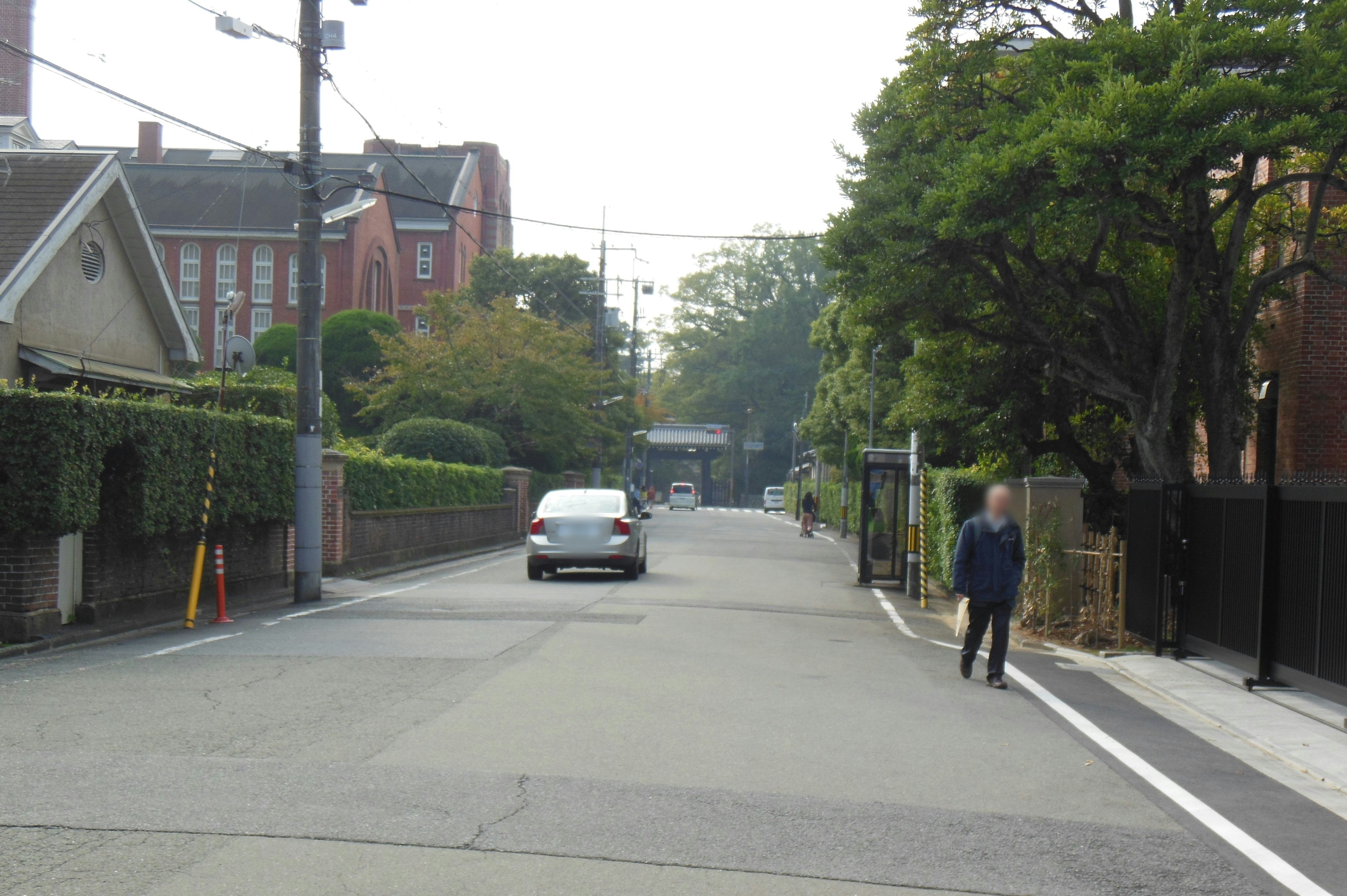 林荫大道上的街景，车辆与行人