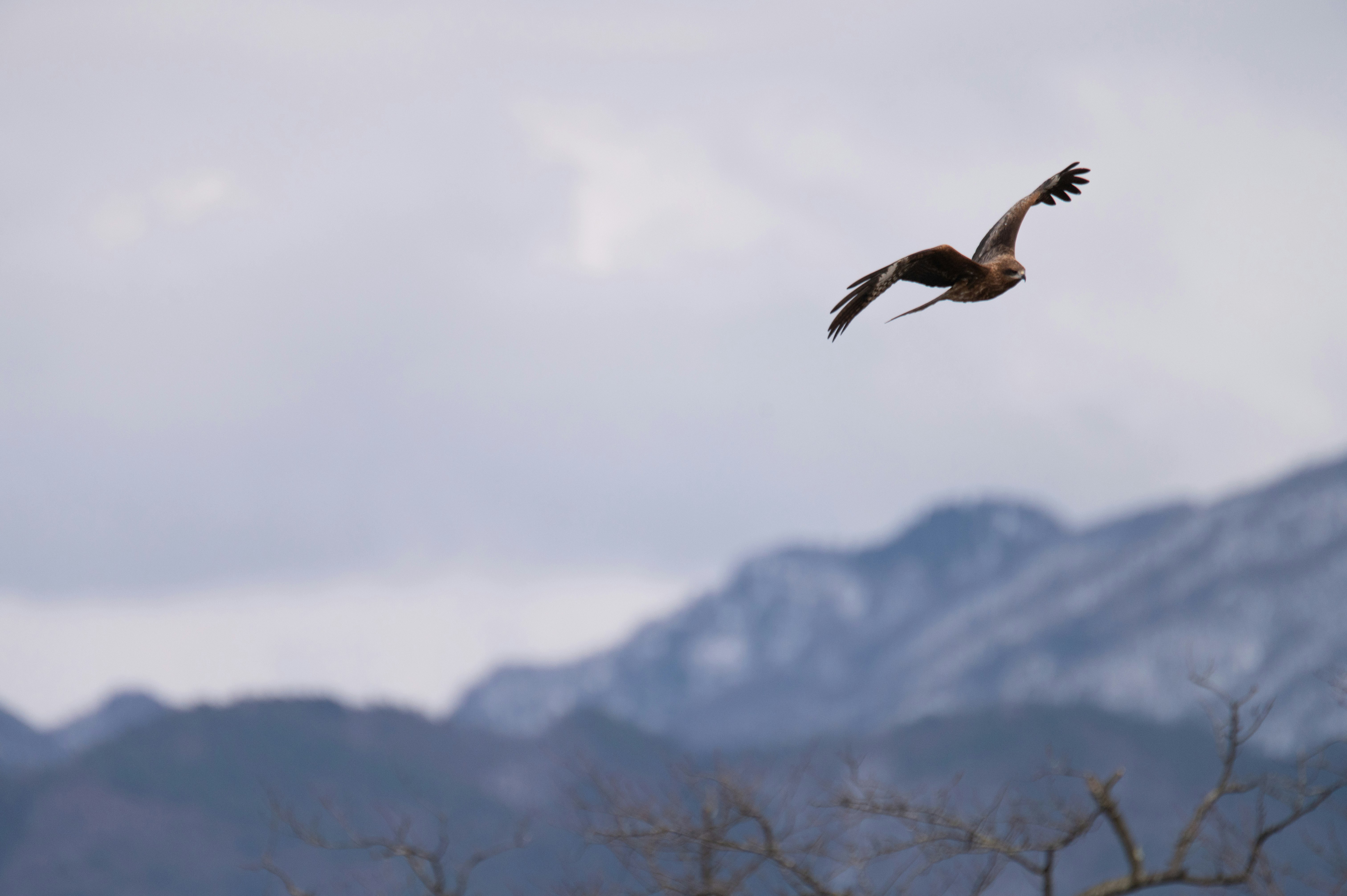 oiseau en vol face à une chaîne de montagnes