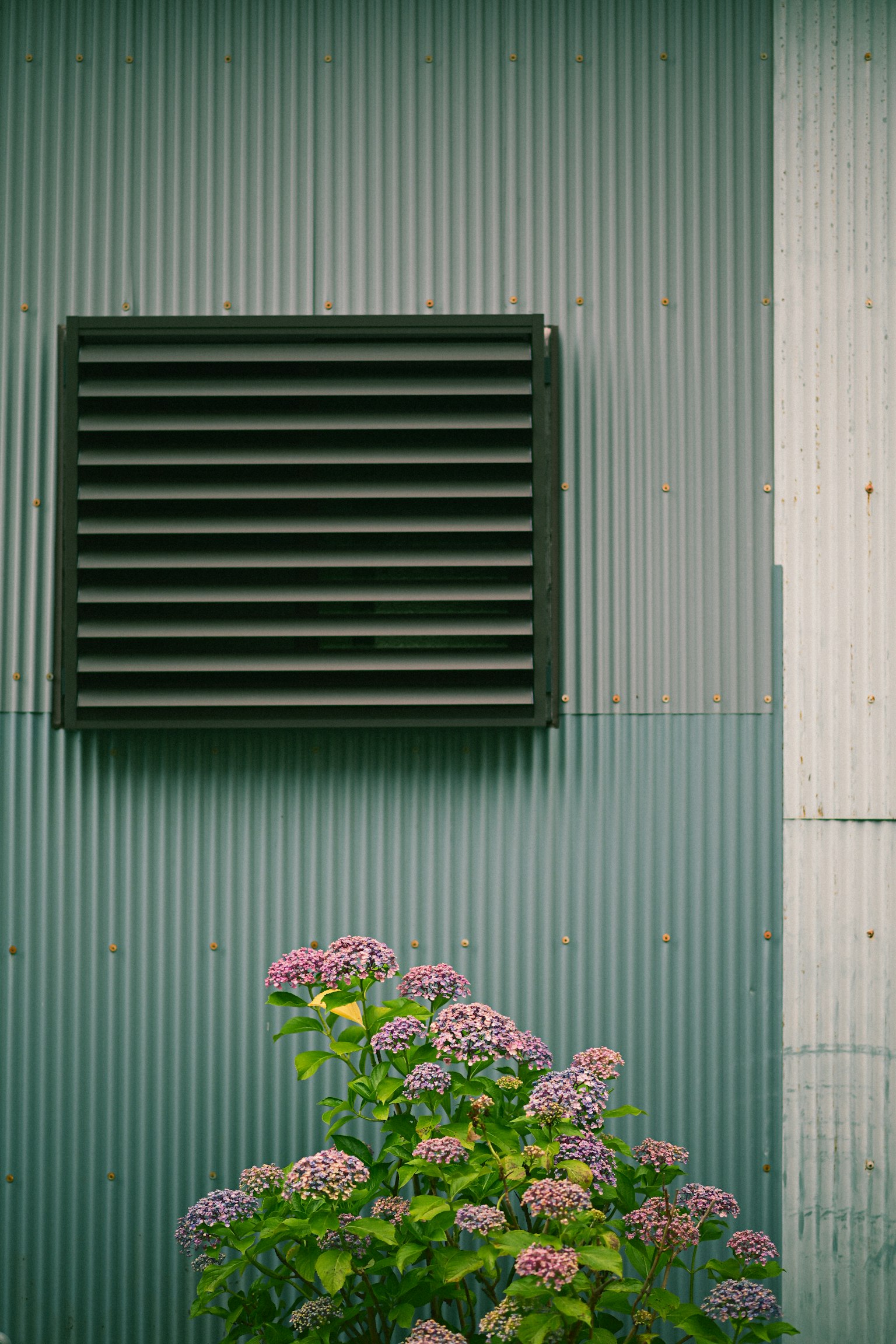 Grille de ventilation noire sur un mur bleu avec des fleurs roses en dessous