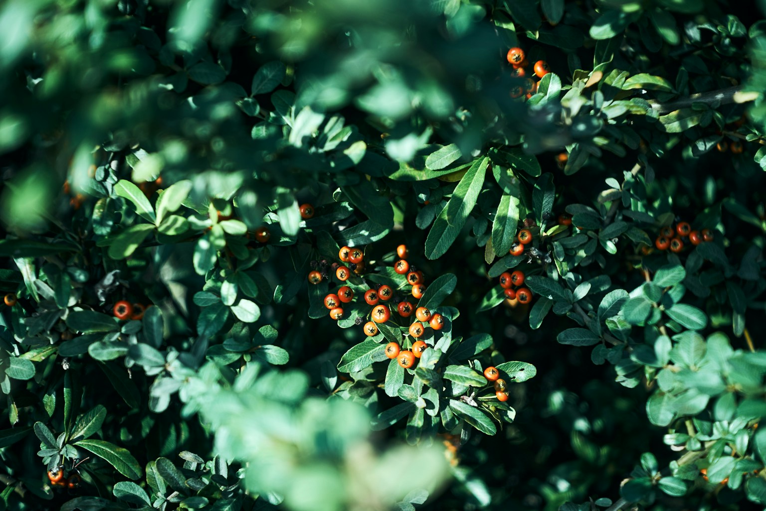 Gros plan d'une plante avec des baies orange entourées de feuilles vertes