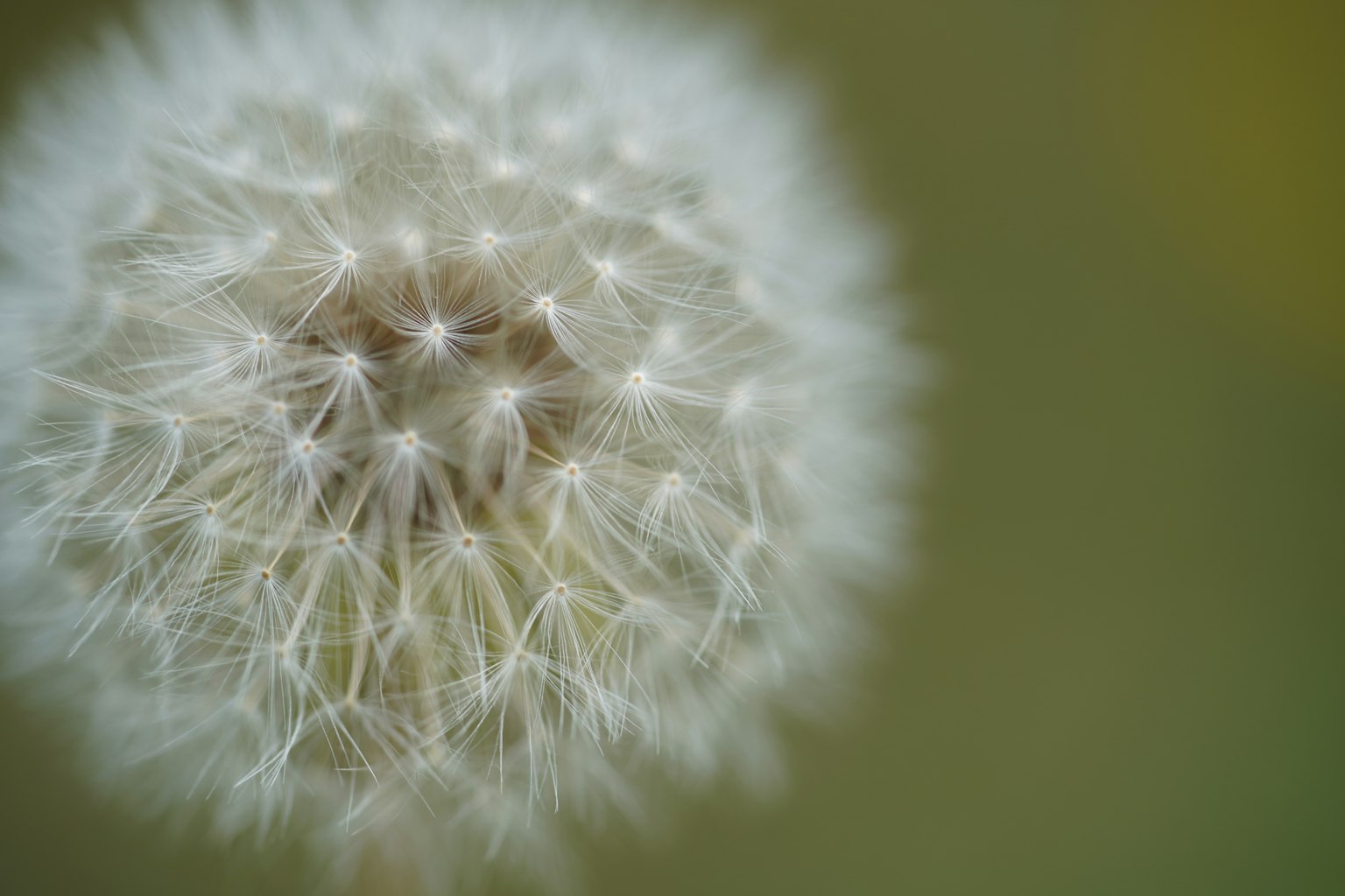 Close-up of a white dandelion seed head with a soft focus background