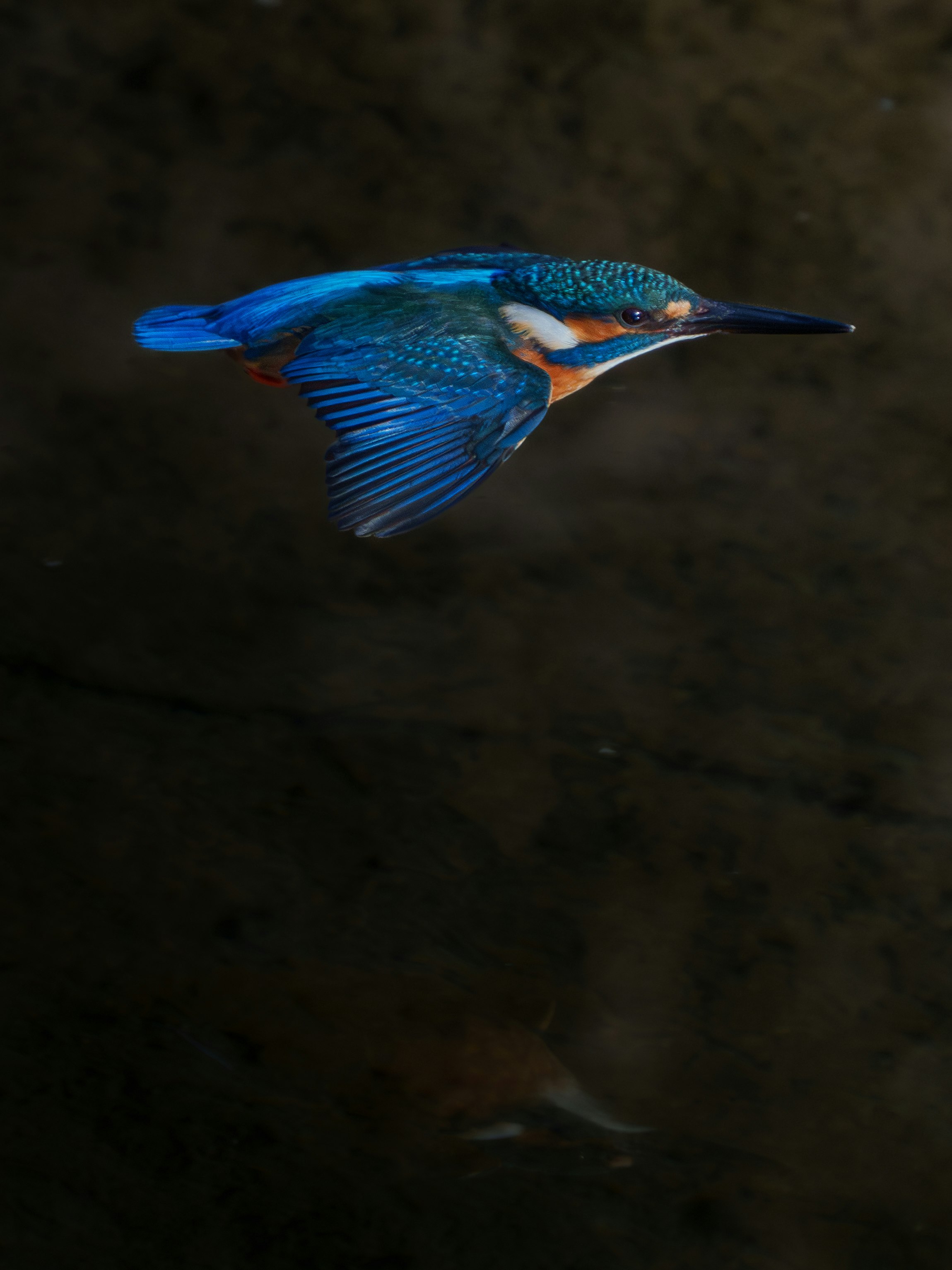 暗い水中を泳ぐ青い鳥のような魚