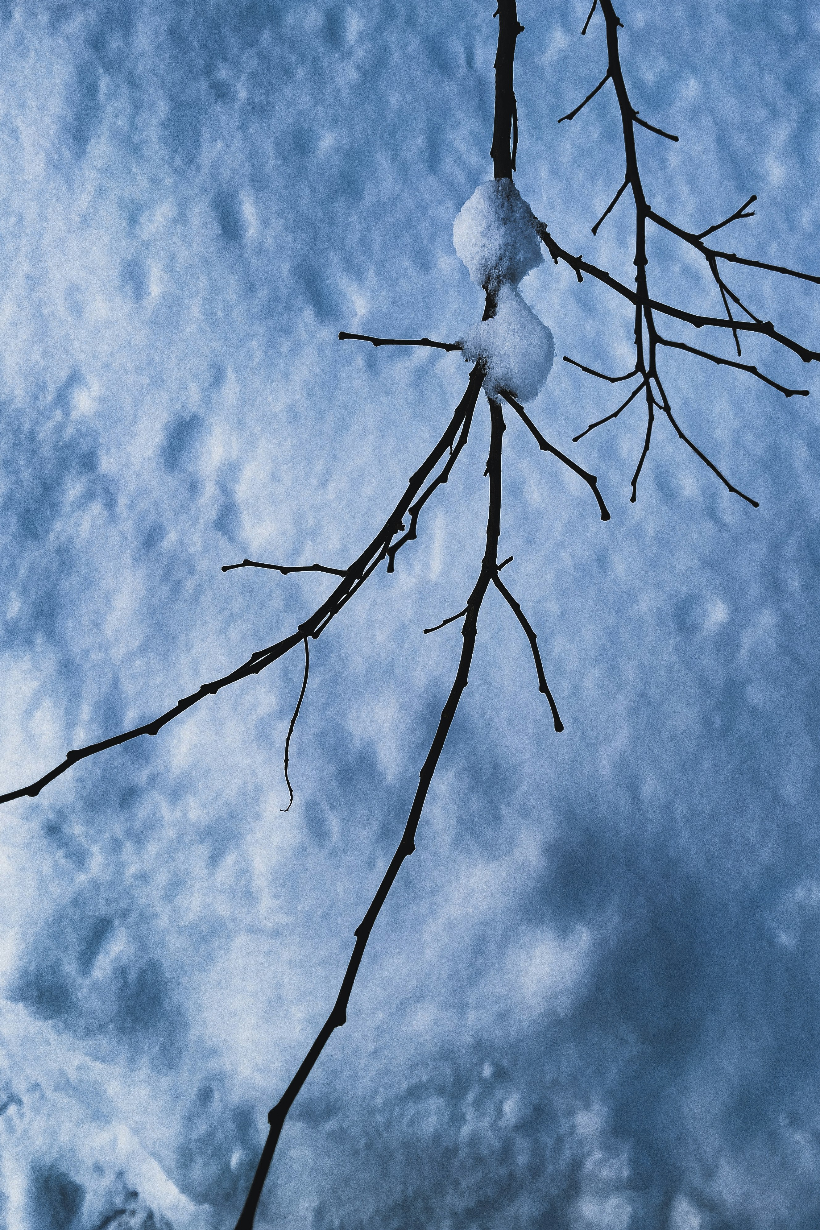 close-up of snow-covered branch tips against a blue sky