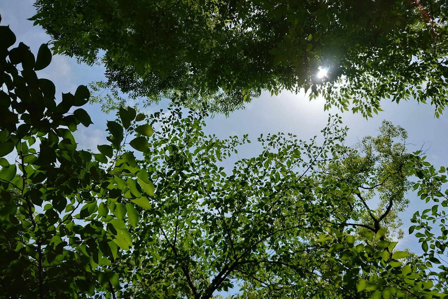 Luce del sole che filtra attraverso foglie verdi sotto un cielo blu