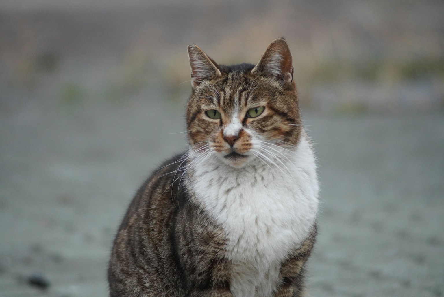 Un gatto selvatico seduto su terreno sabbioso