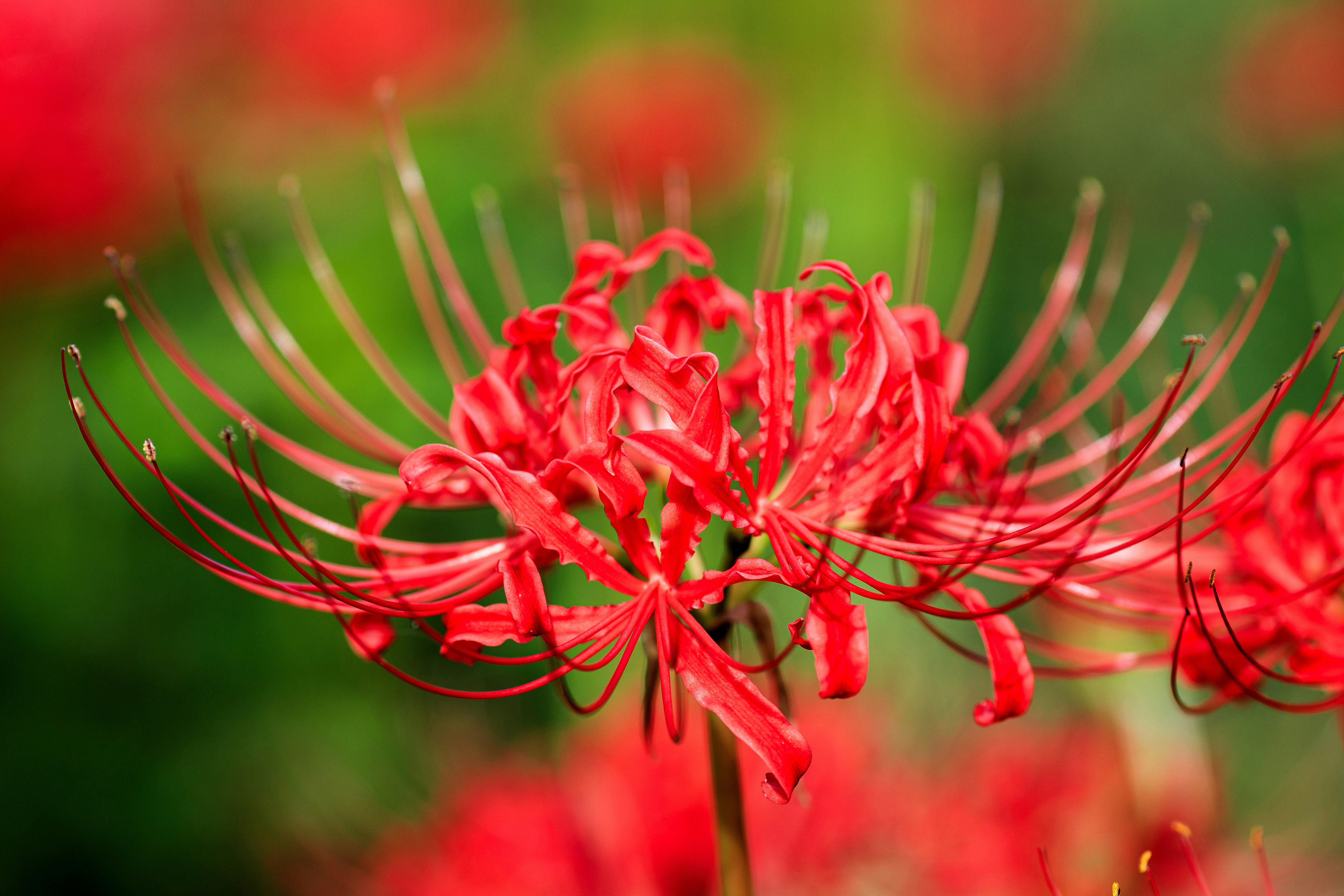 彼岸花（曼珠沙華）が群生する秋の花畑のクローズアップ