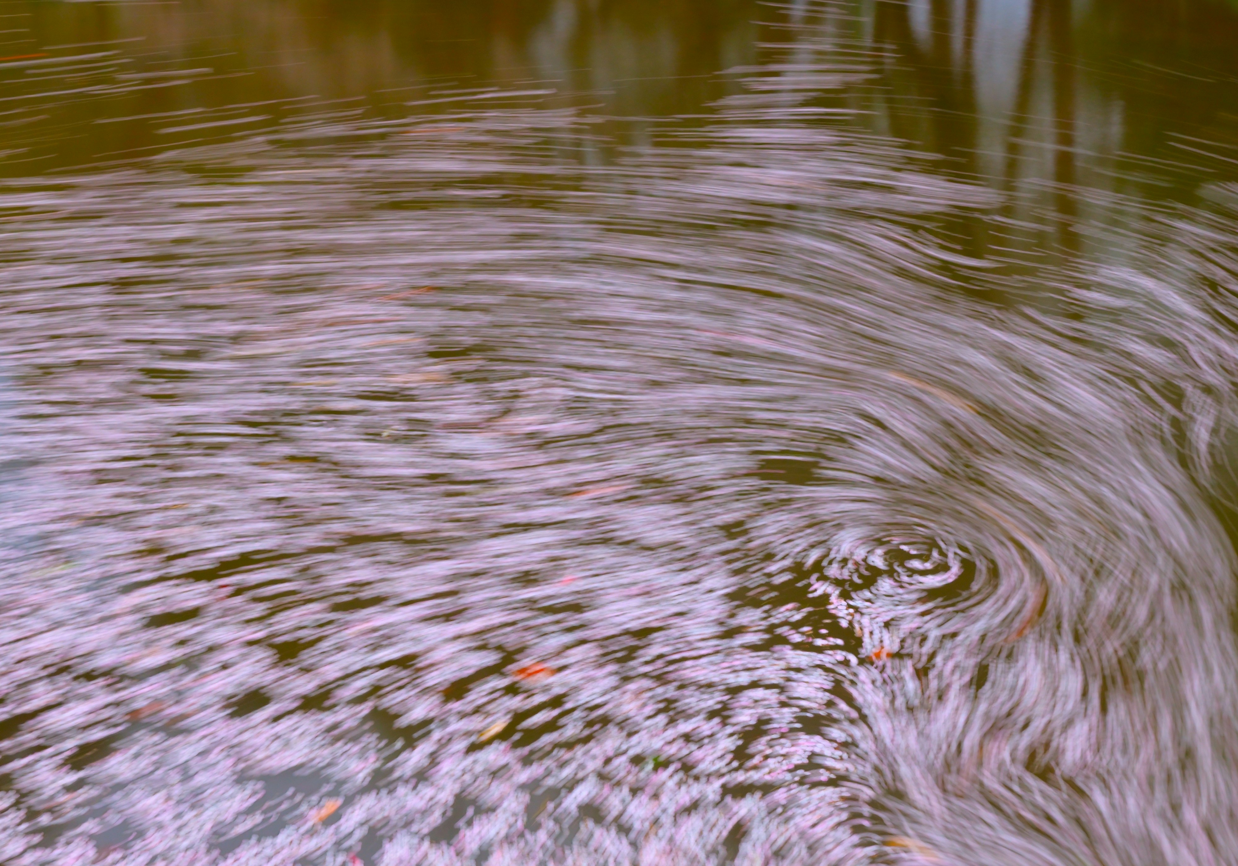 Cherry blossom petals drifting on the water surface