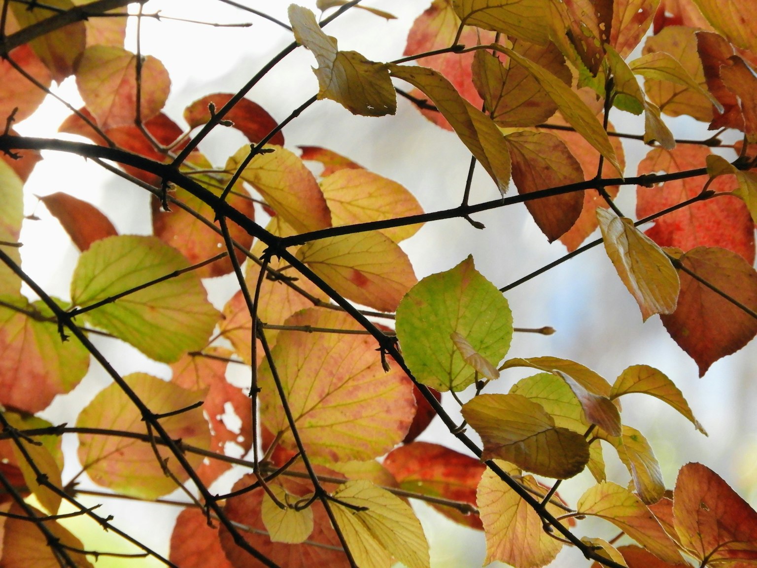 秋の色合いの葉が茂る枝のクローズアップ