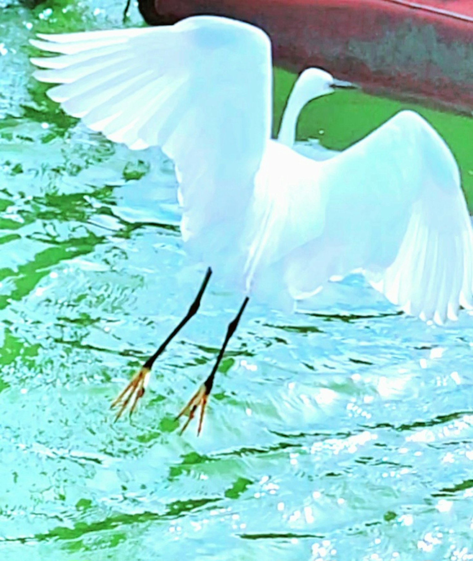 Ein weißer Reiher, der von der Wasseroberfläche abhebt