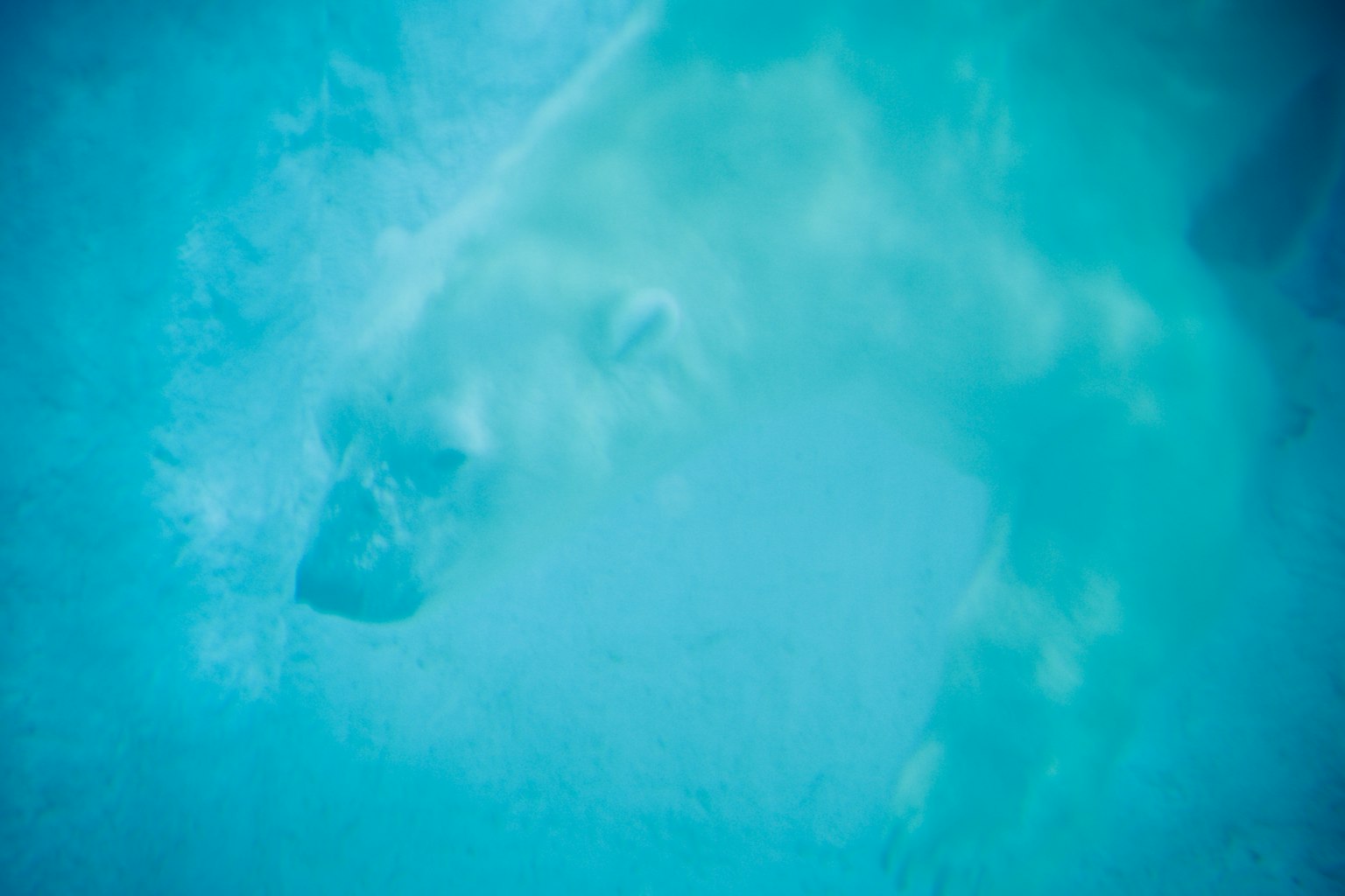Ein Eisbär, der unter Wasser schwimmt, mit verschwommenem Aussehen im blauen Wasser