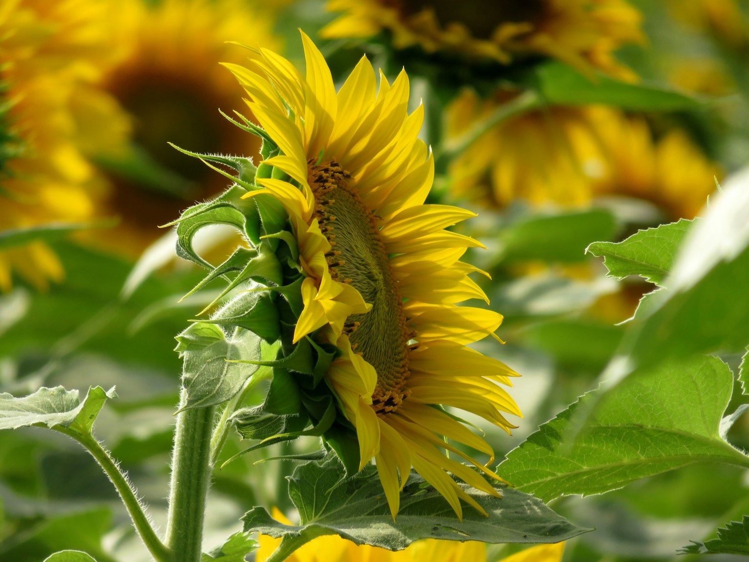 Vibrant sunflower surrounded by green leaves