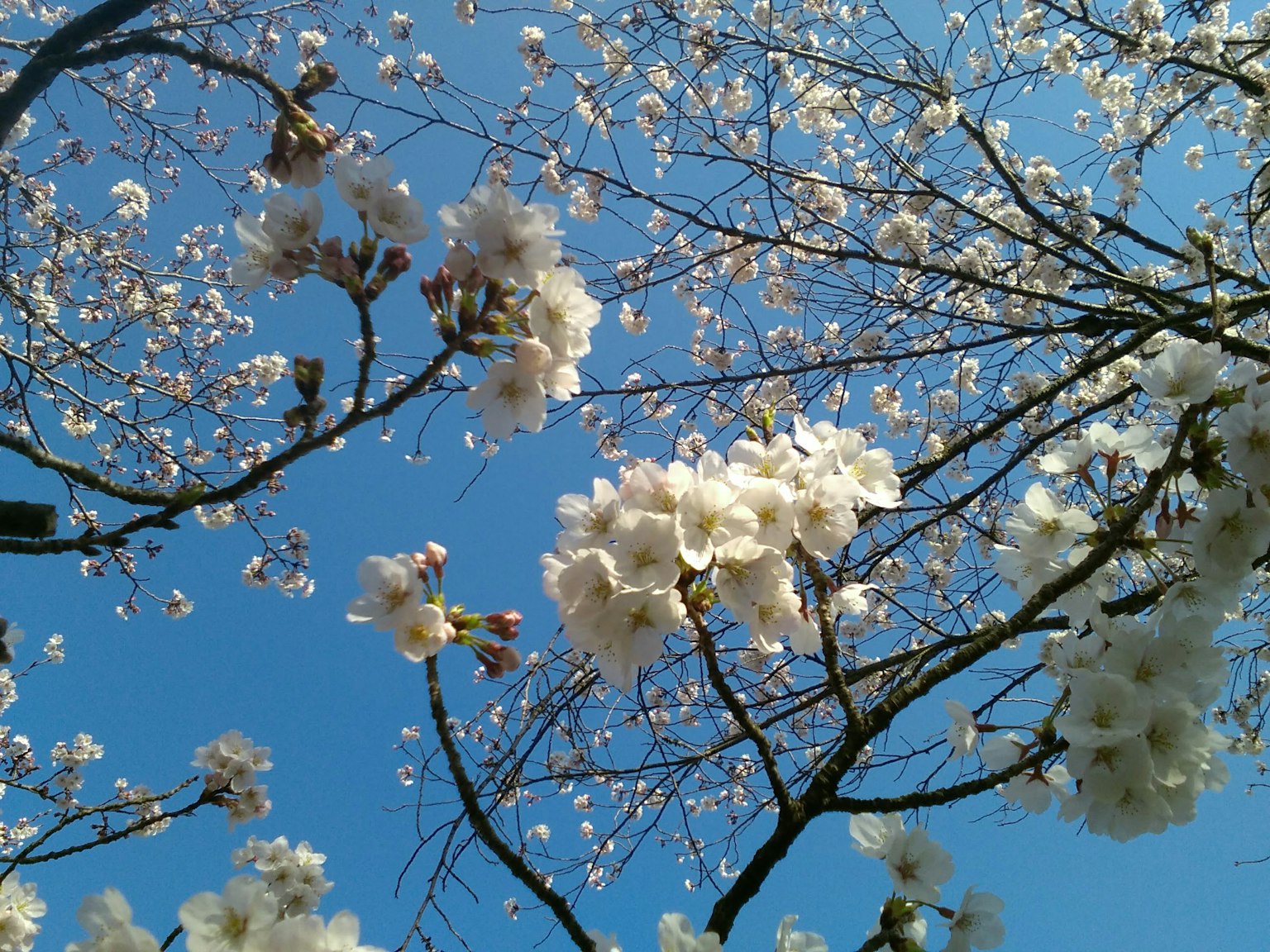 Primo piano di fiori di ciliegio contro un cielo azzurro