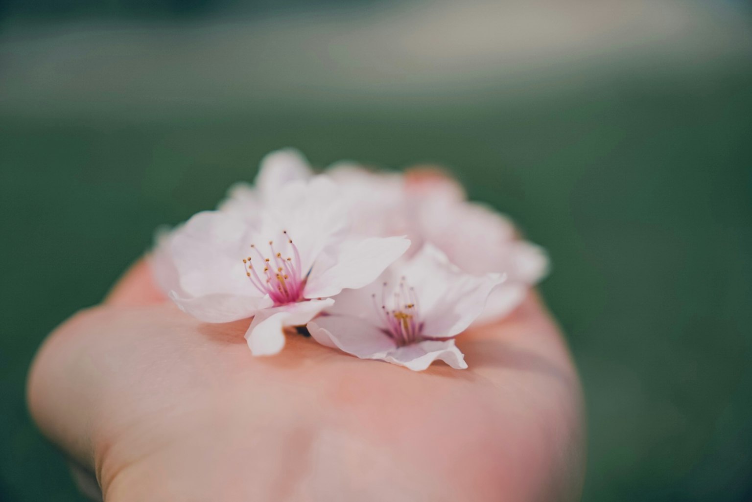 Une main tenant de délicates fleurs de cerisier roses sur fond vert flou