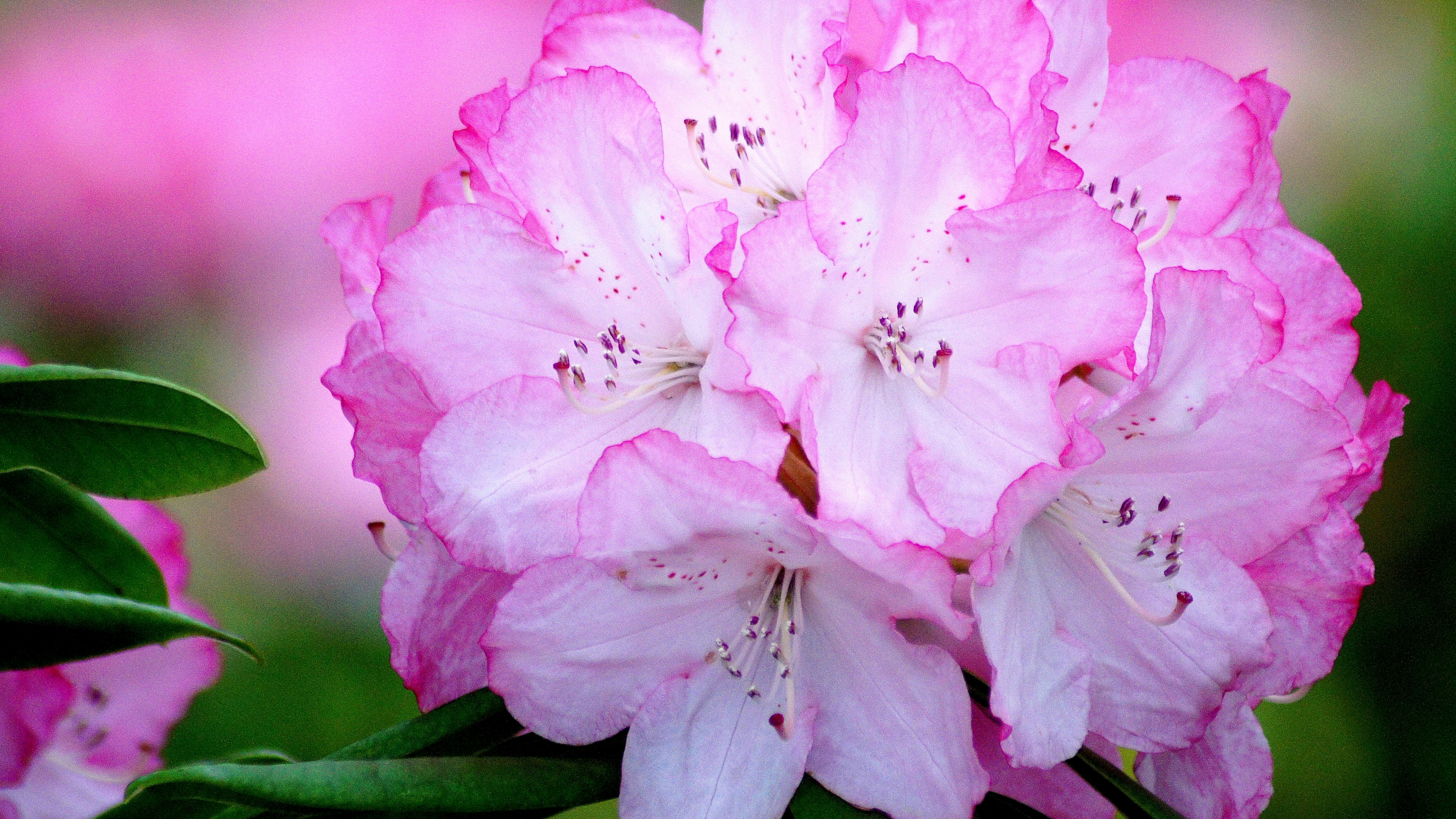 Primer plano de flores de azalea rosadas
