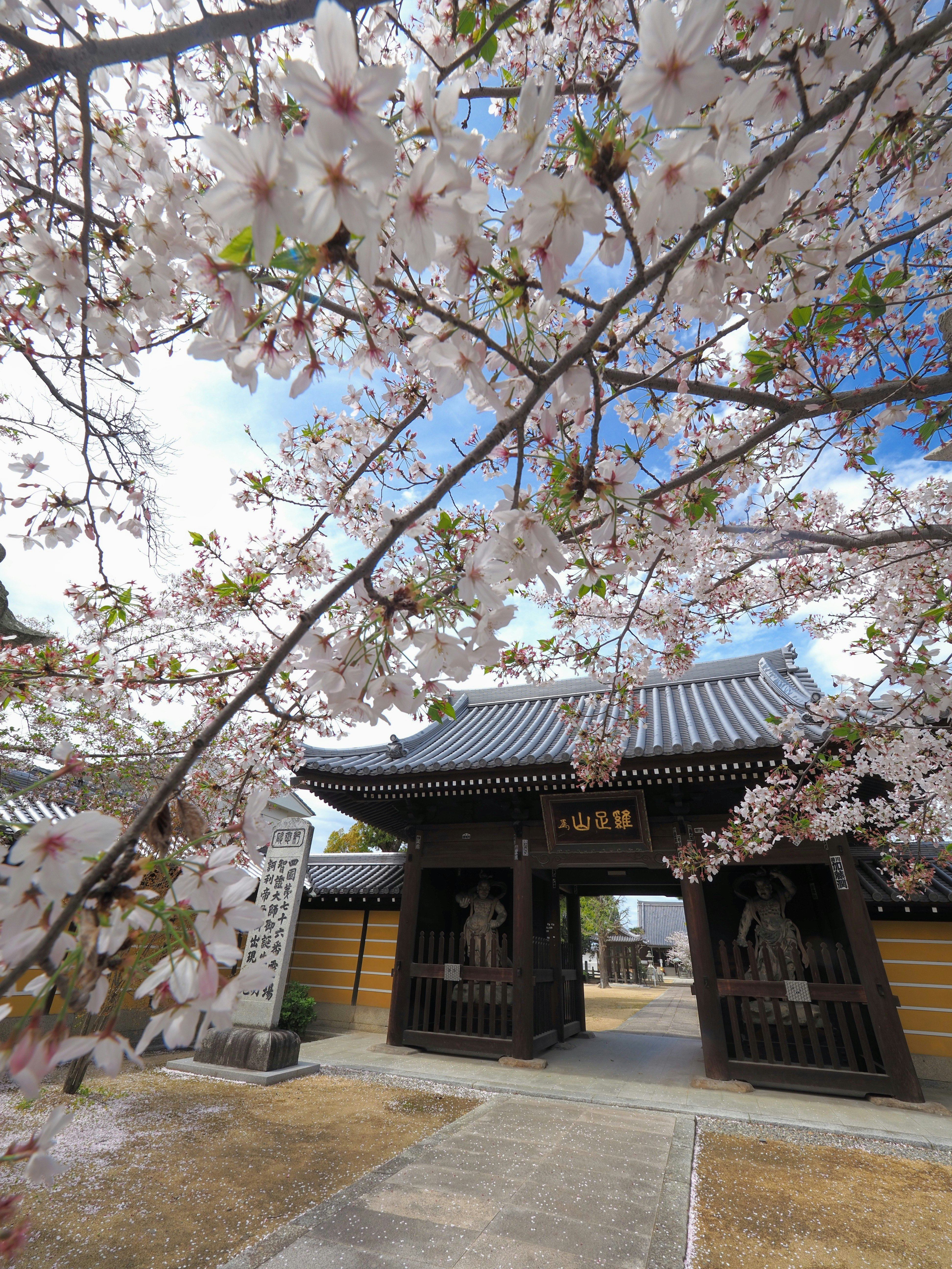 Fleurs de cerisier devant une porte de temple