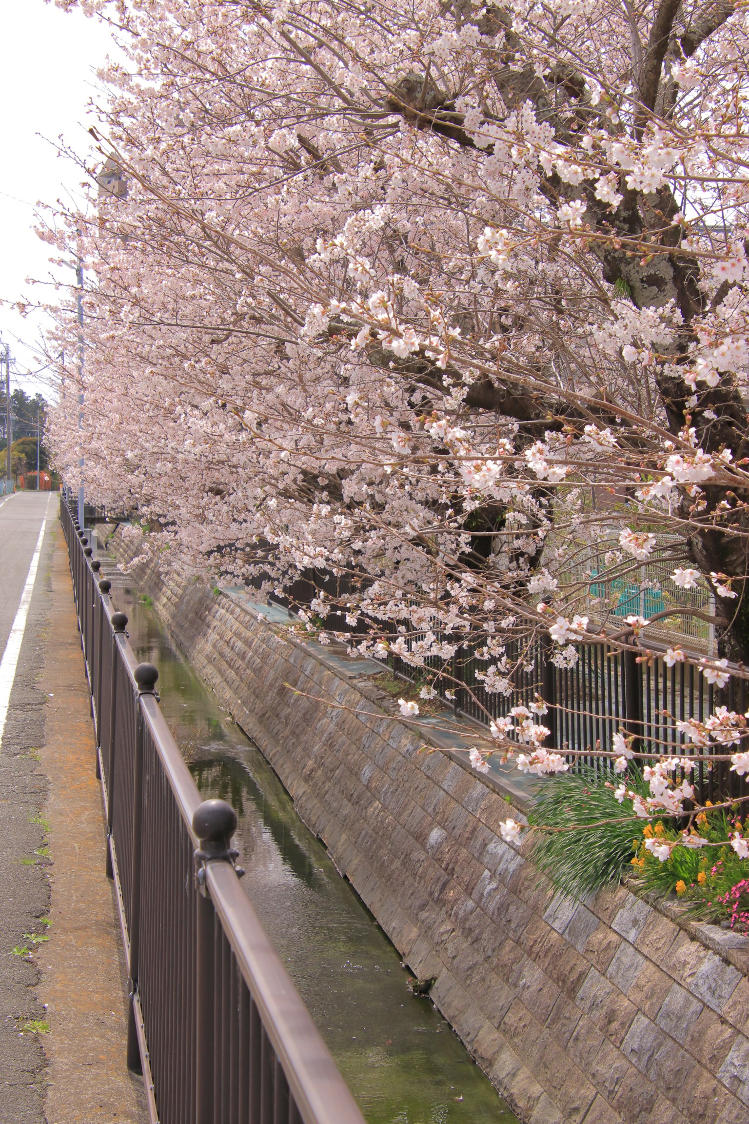 桜の木が咲いている川沿いの風景