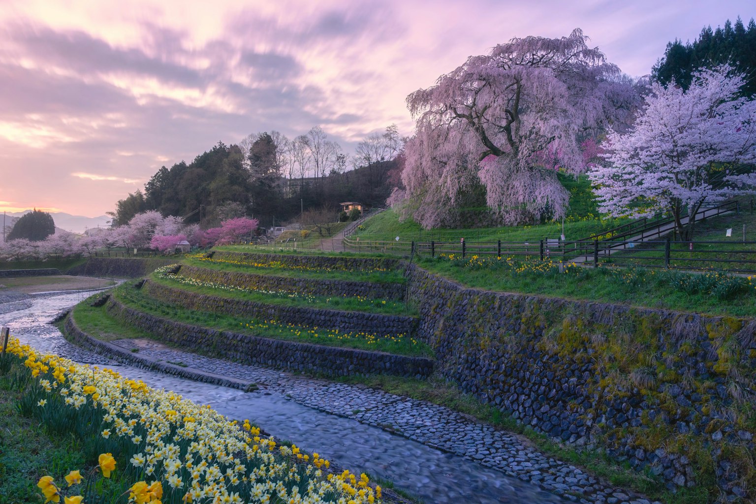 Scenic view of cherry blossoms and daffodils in bloom