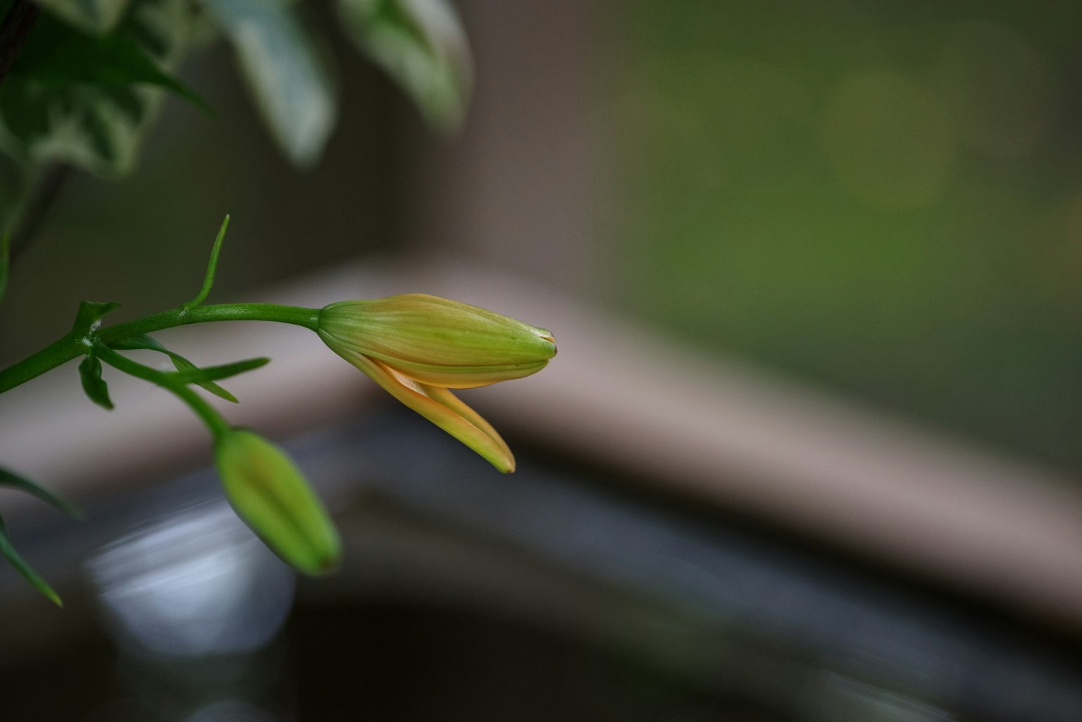 Yellow flower buds against a green background