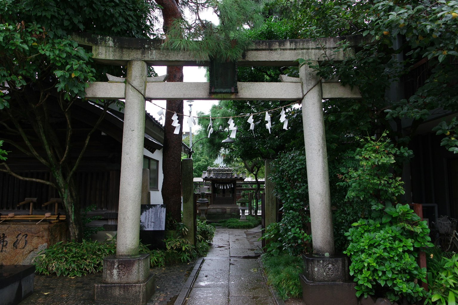 Entrada del torii rodeada de vegetación y camino