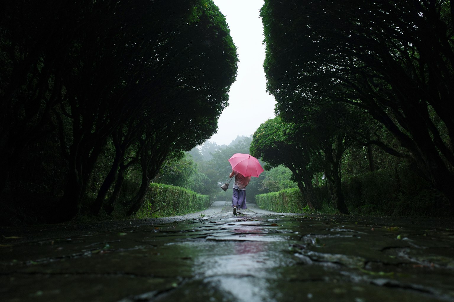 Une personne marchant sur un chemin avec des haies vertes tenant un parapluie rose sous la pluie