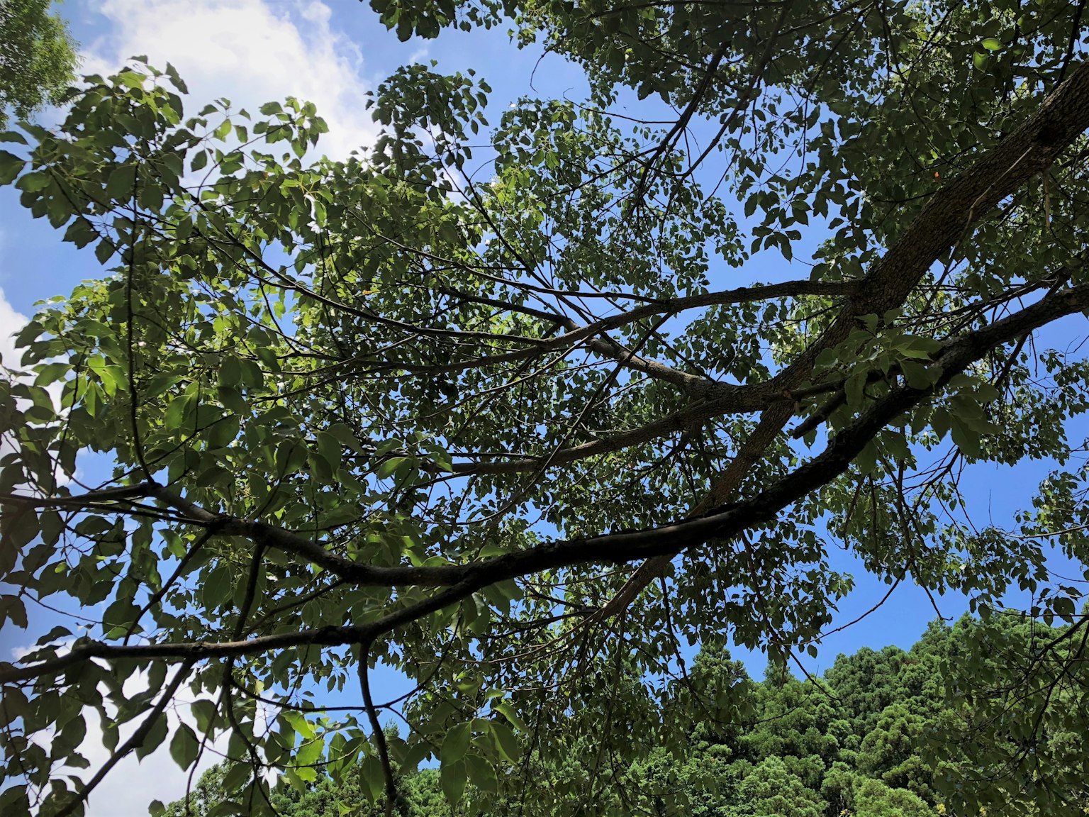 樹枝與綠色葉子在藍天背景下的照片