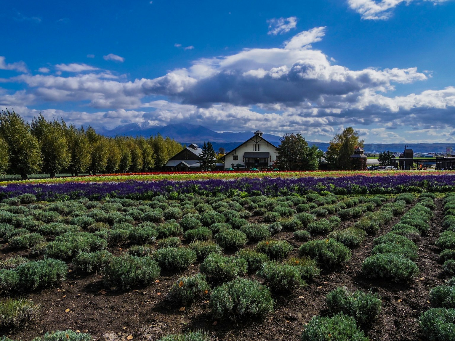Champ de lavande s'étendant sous un ciel bleu avec des nuages maison et arbres en arrière-plan