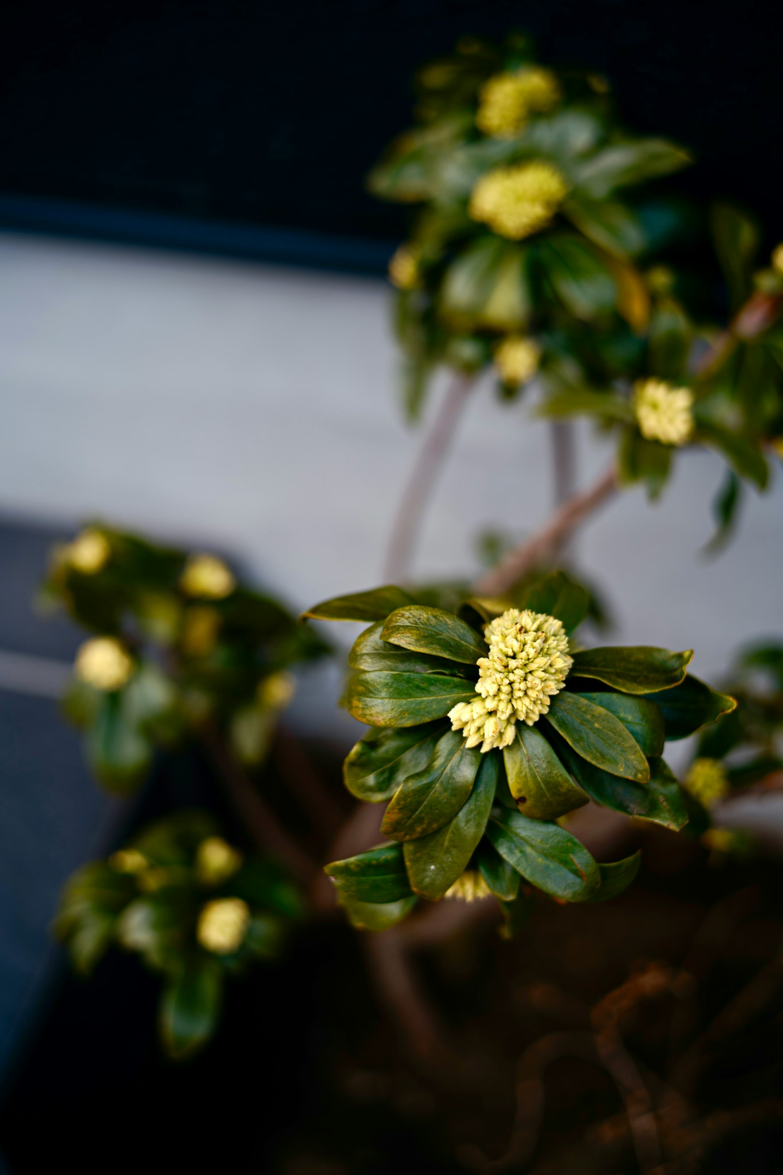 特写的植物，具有绿色叶子和黄色花朵