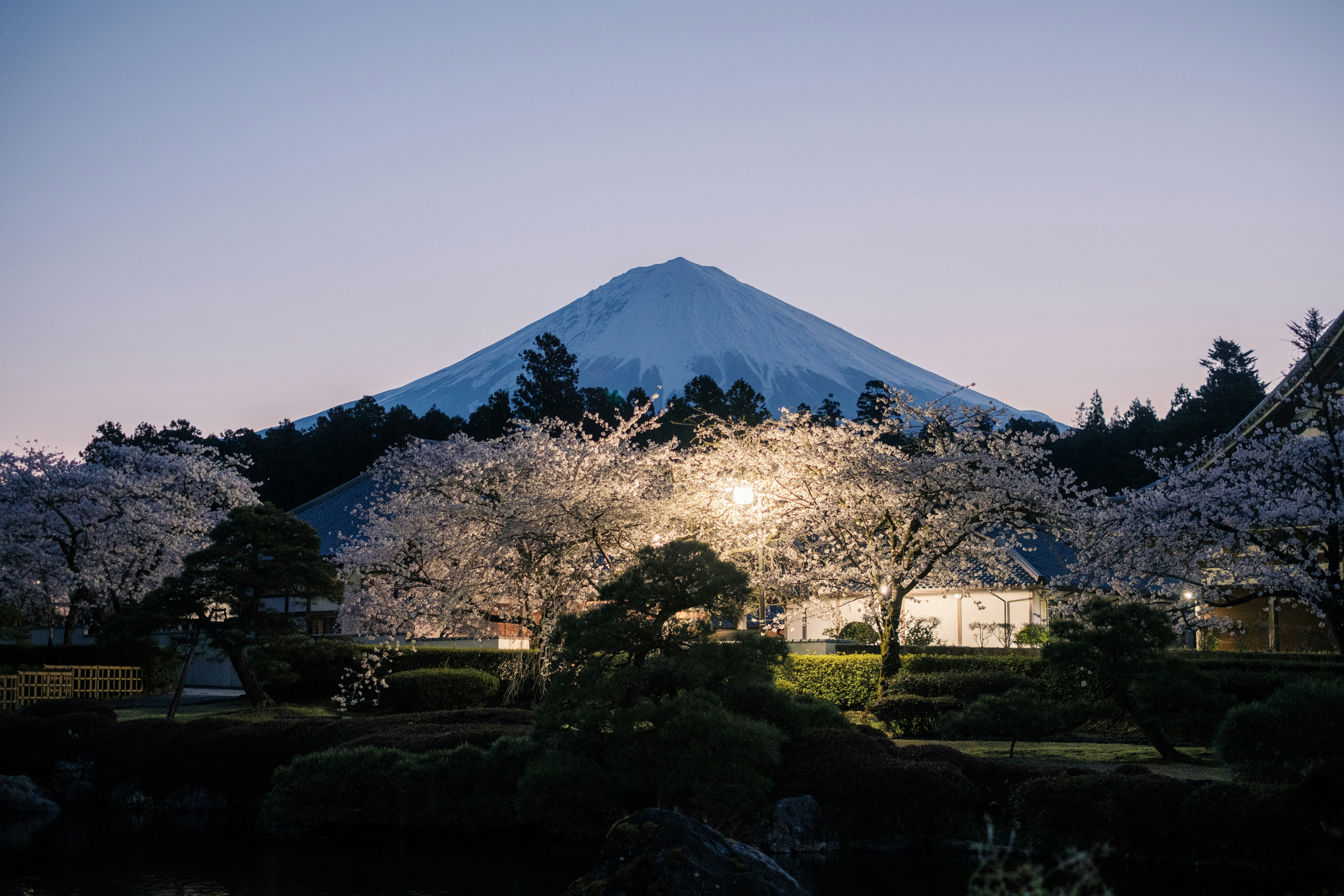 桜の咲く庭園と遠くにそびえる山のシルエット