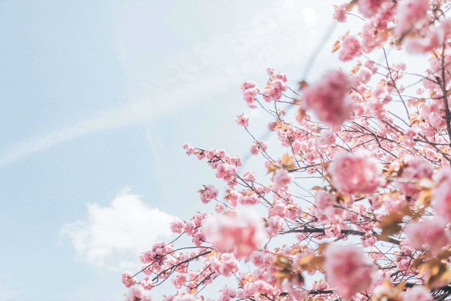Beautiful view of cherry blossom flowers under a blue sky