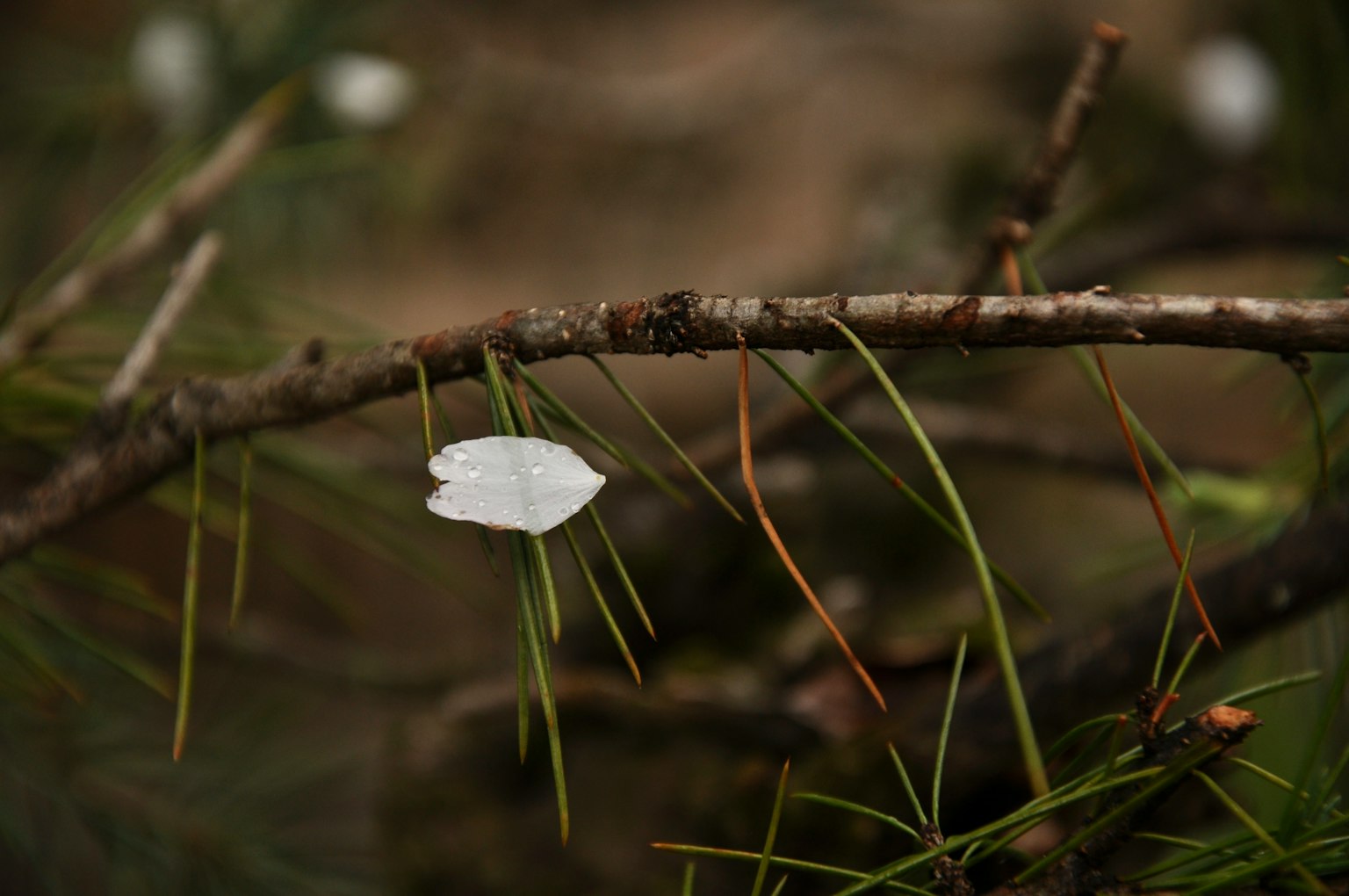 一片白色花瓣 resting 在細枝上，旁邊有綠色松針