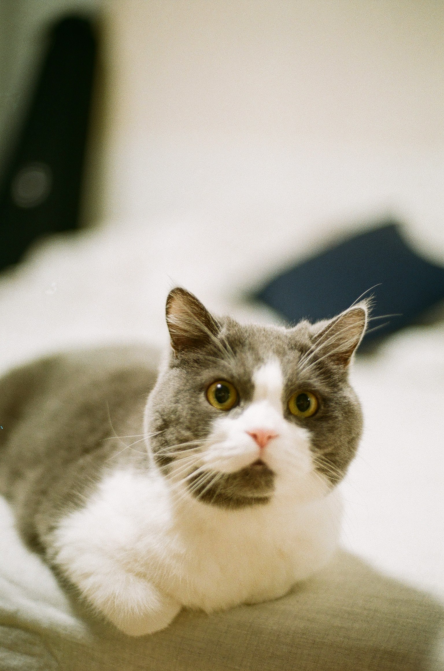 Gatto grigio e bianco sdraiato su un letto