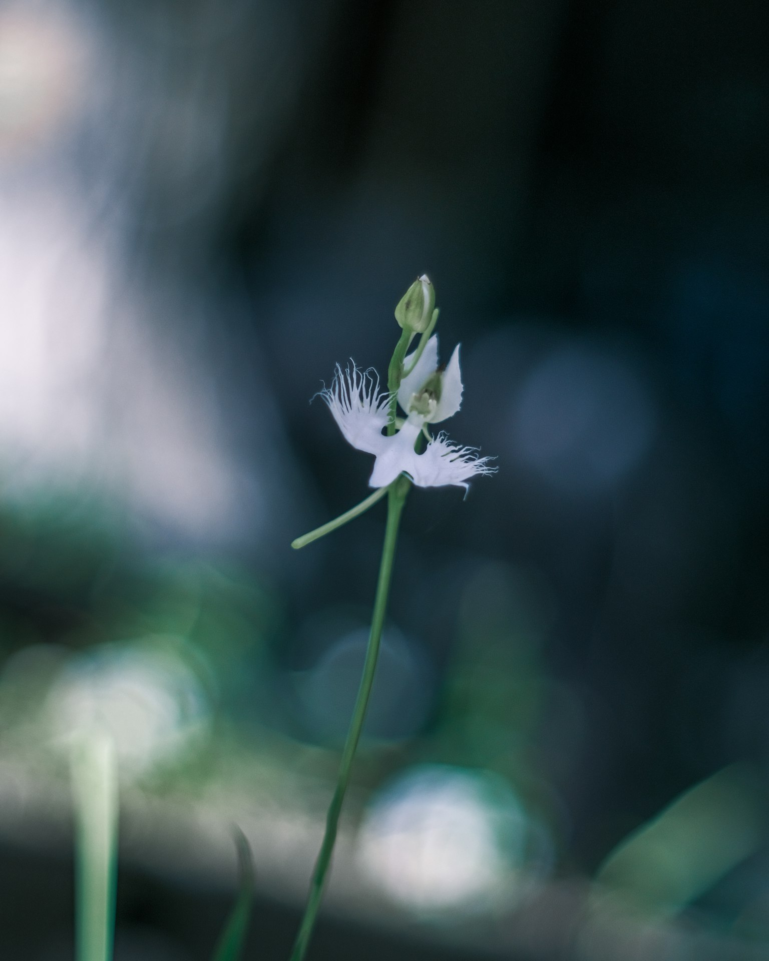 Primer plano de una delicada flor blanca en un tallo verde delgado