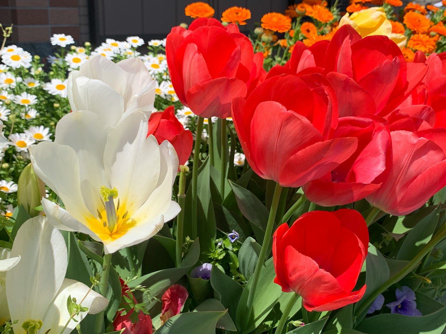 Close-up of red and white tulips in a flower garden