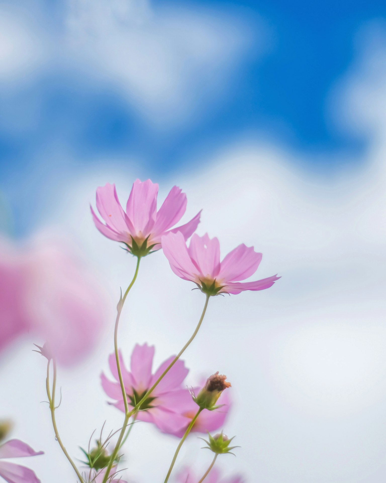 Fleurs de cosmos roses fleurissant sous un ciel bleu