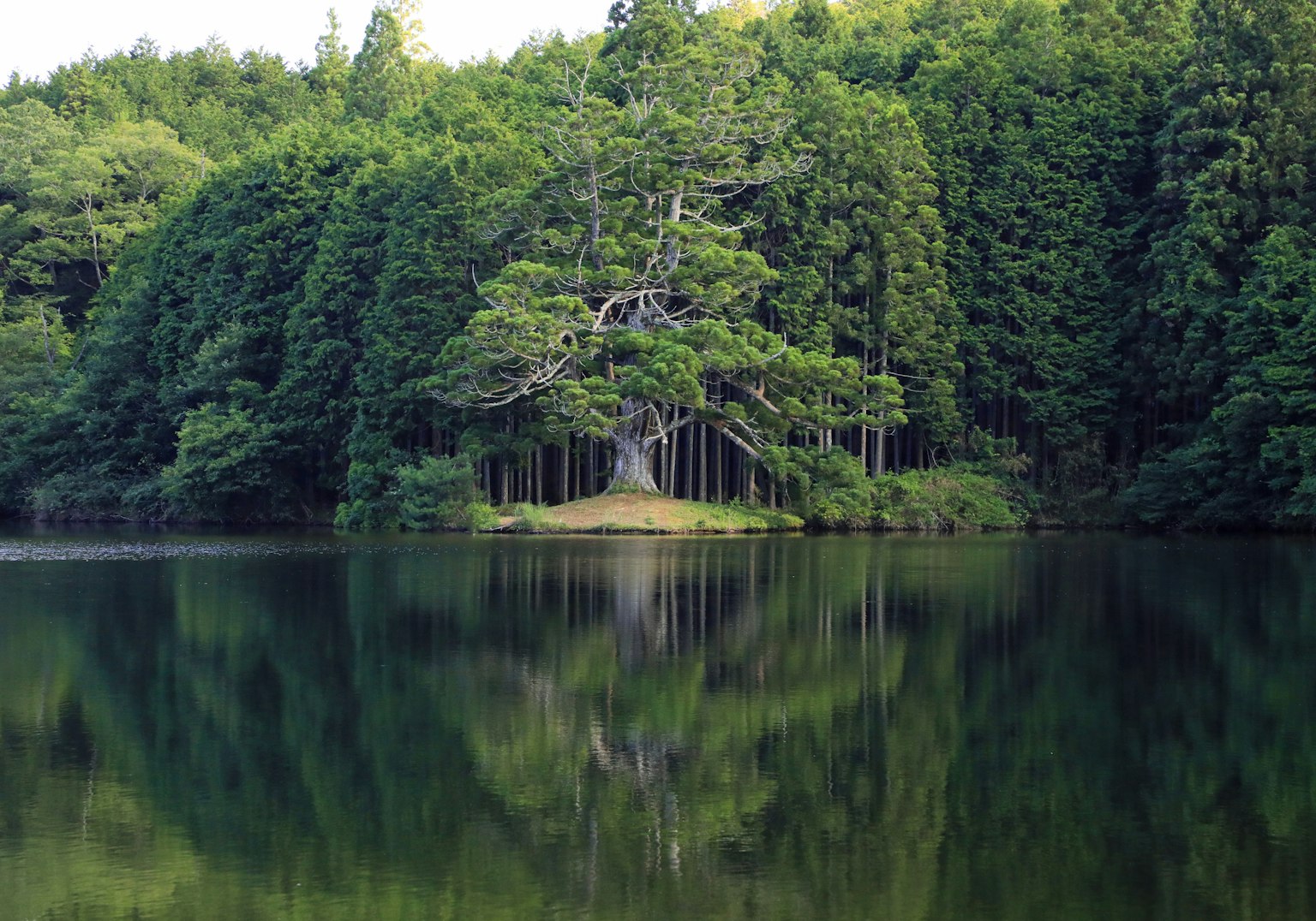 Bosque verde exuberante que rodea un lago sereno con un gran árbol reflejando en el agua
