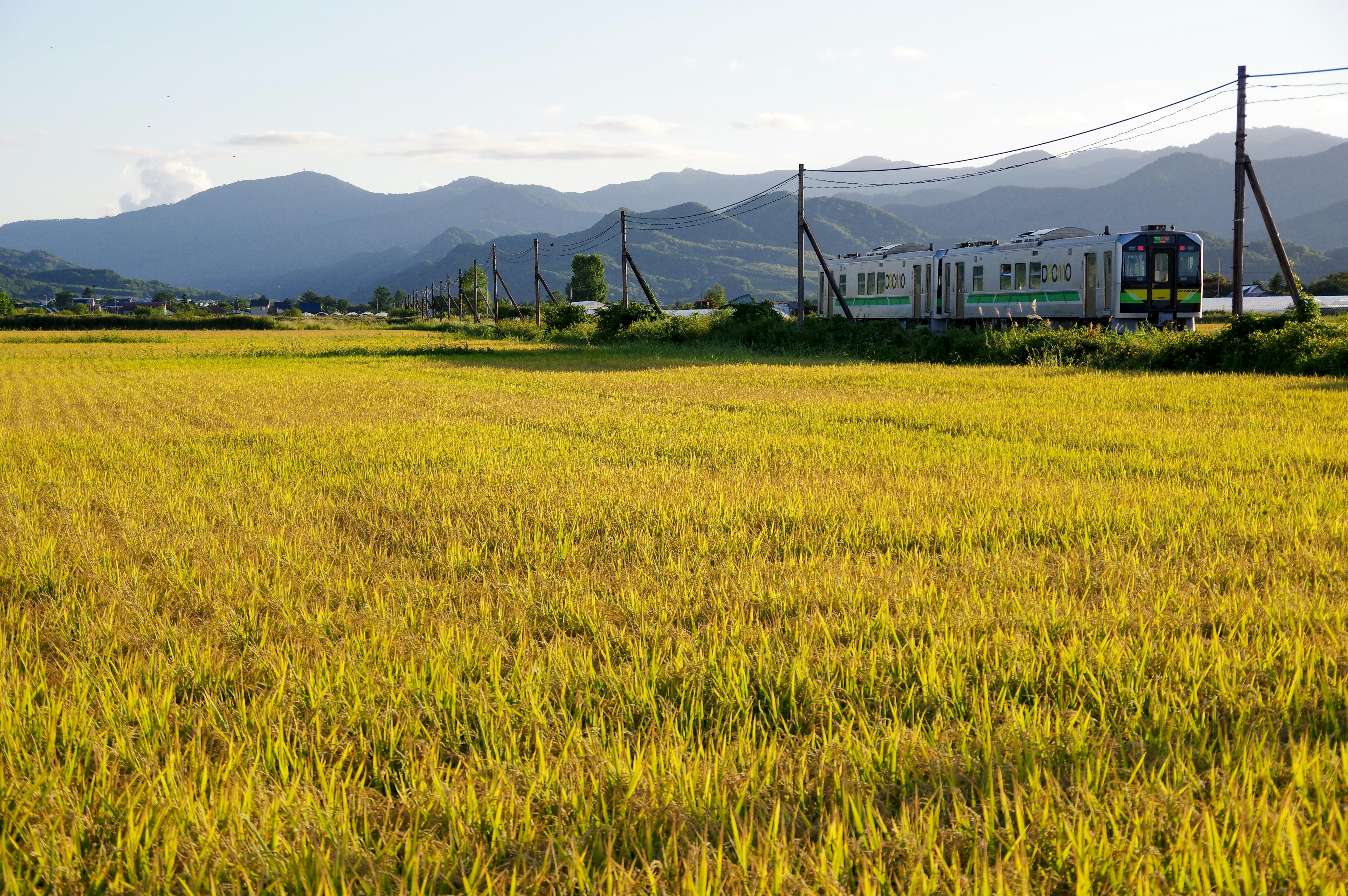 金色の稲穂と線路沿いを走る列車のある秋の風景