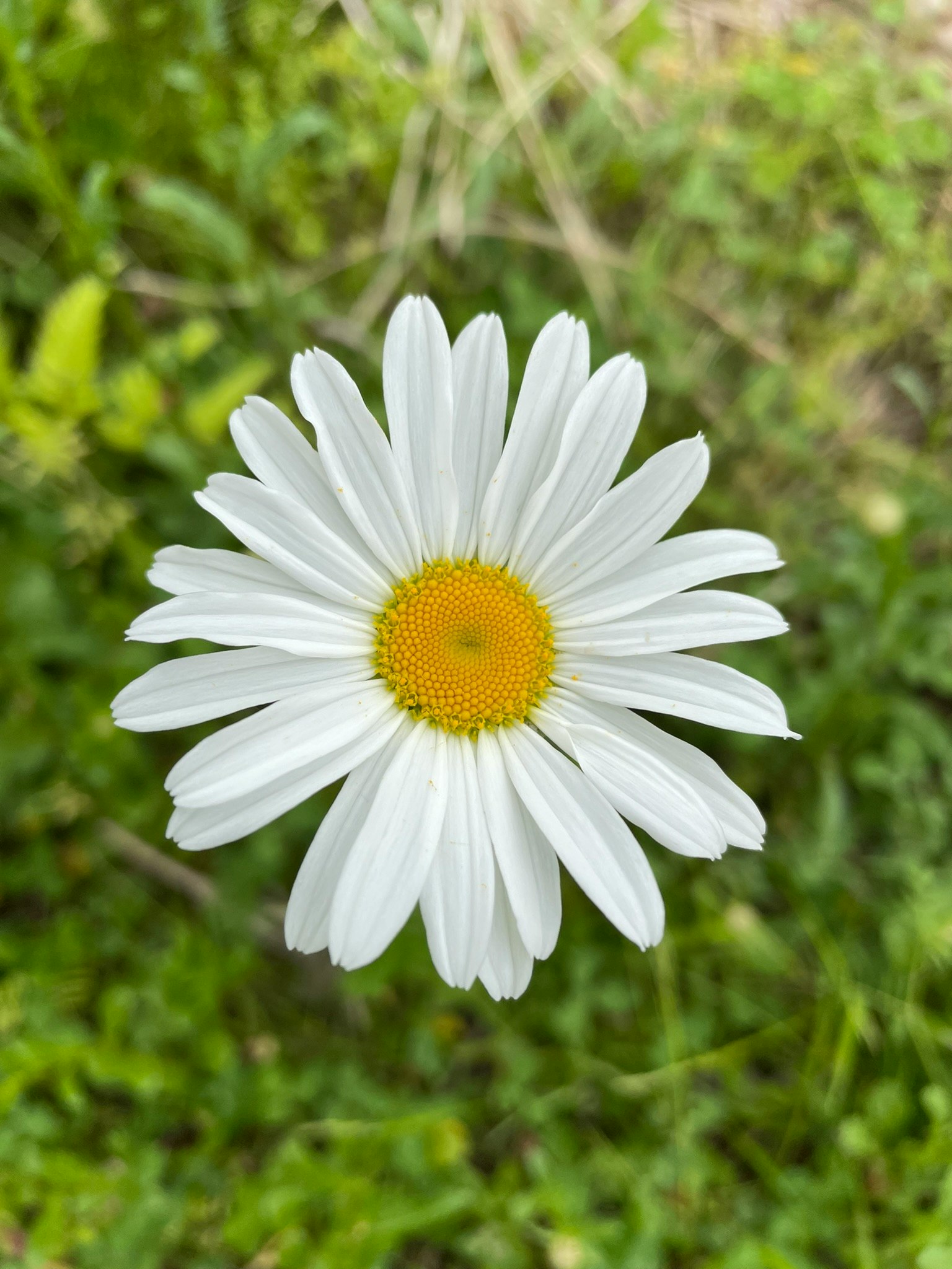 Une fleur de marguerite blanche avec un centre jaune brillant sur un fond vert