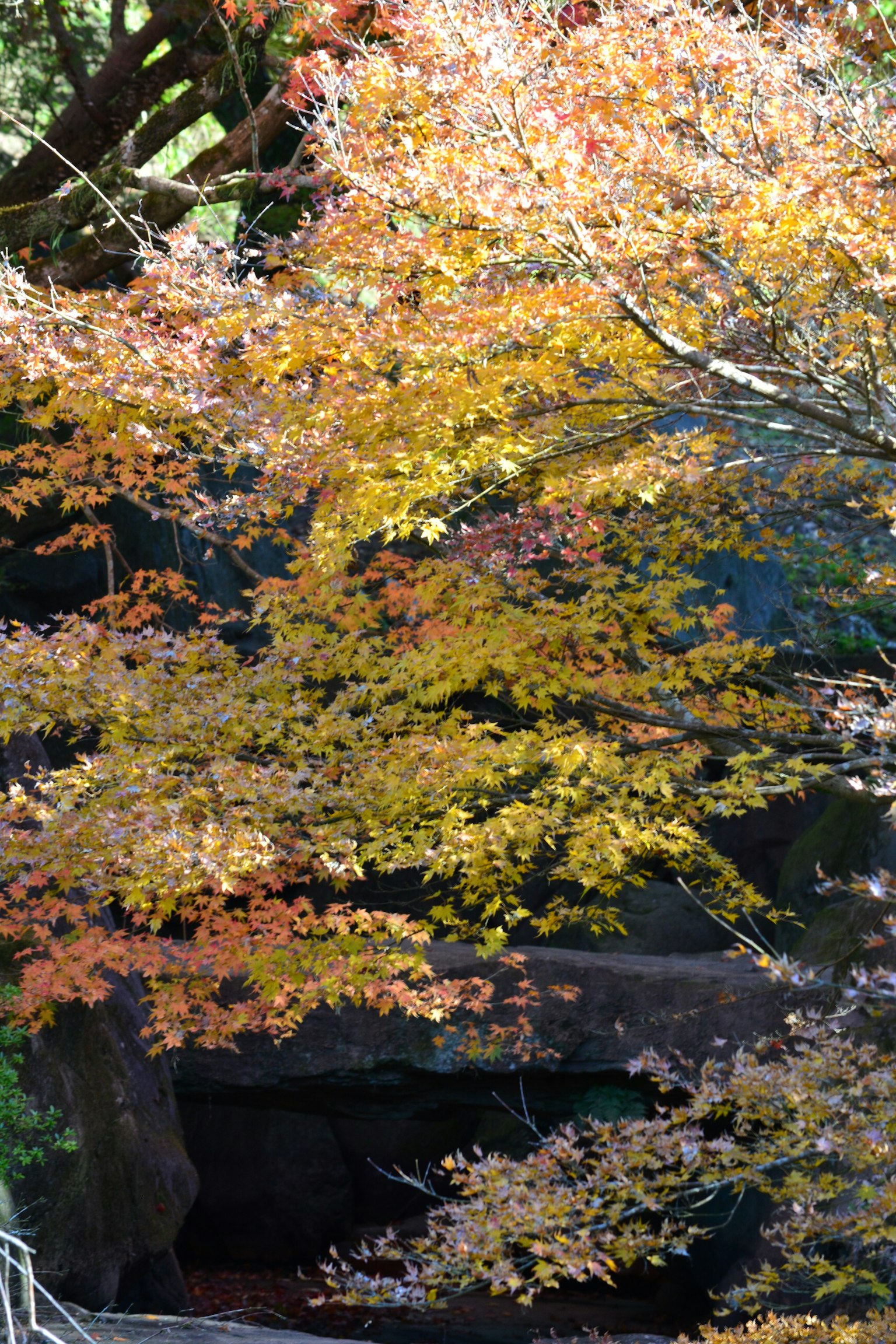 Acercamiento de hojas de otoño vibrantes en los árboles