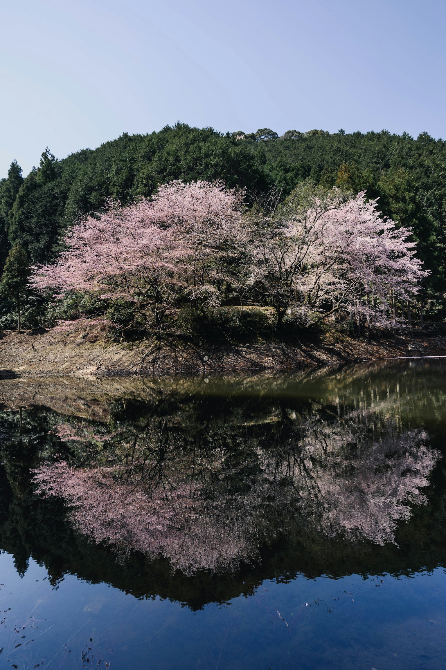池邊的櫻花樹及其倒影