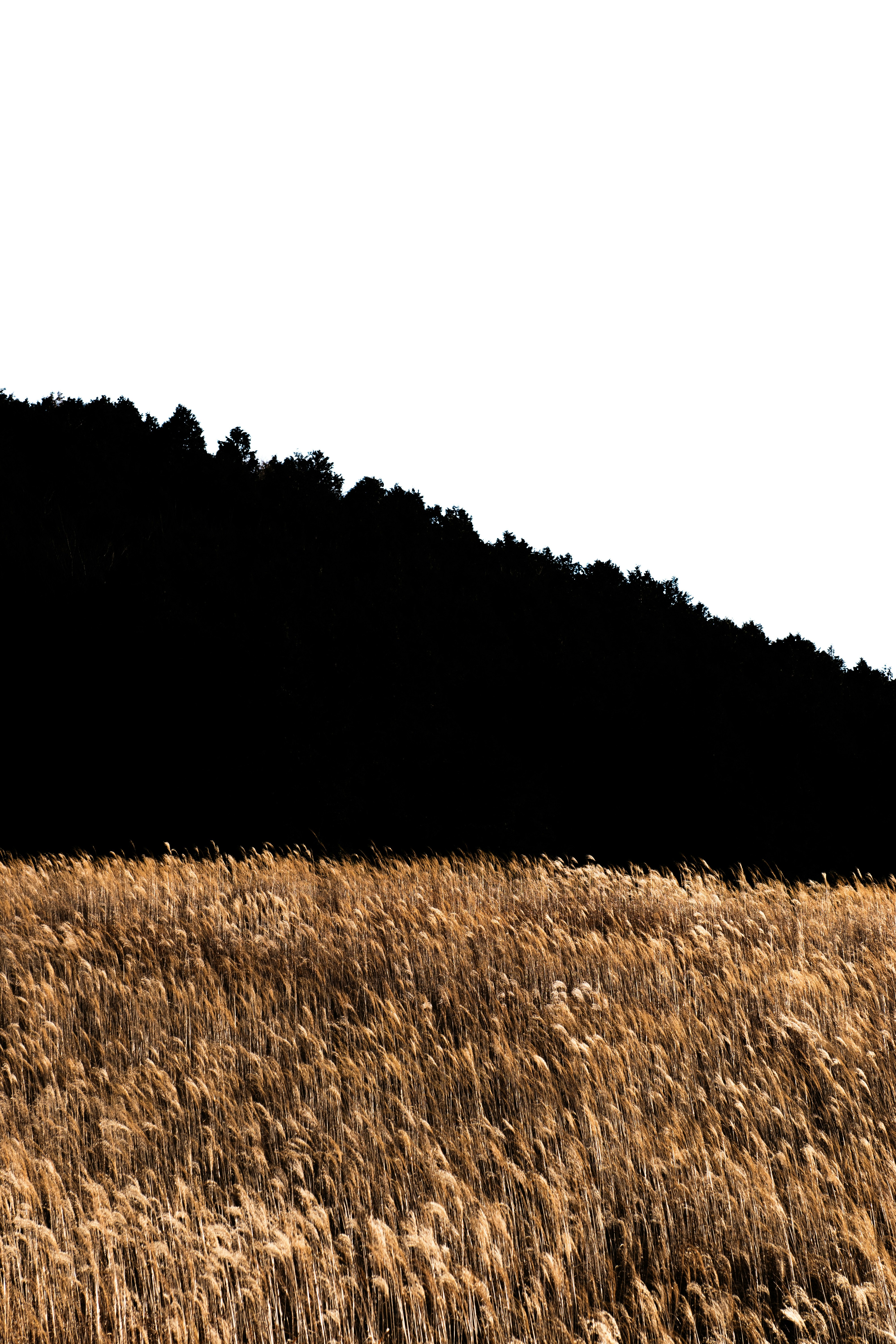 麦畑と森の斜面が広がる風景