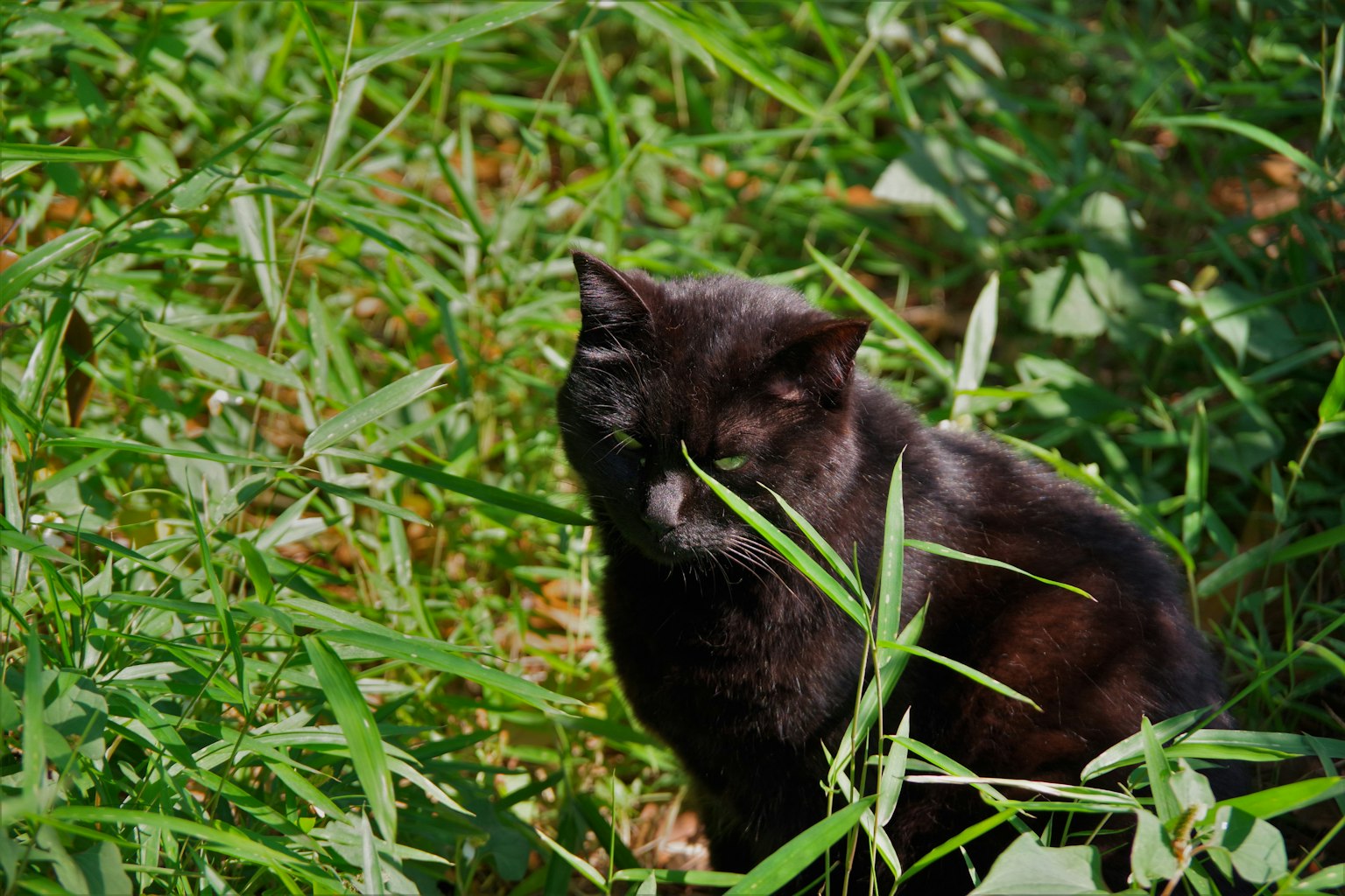 Kucing hitam duduk di padang rumput hijau