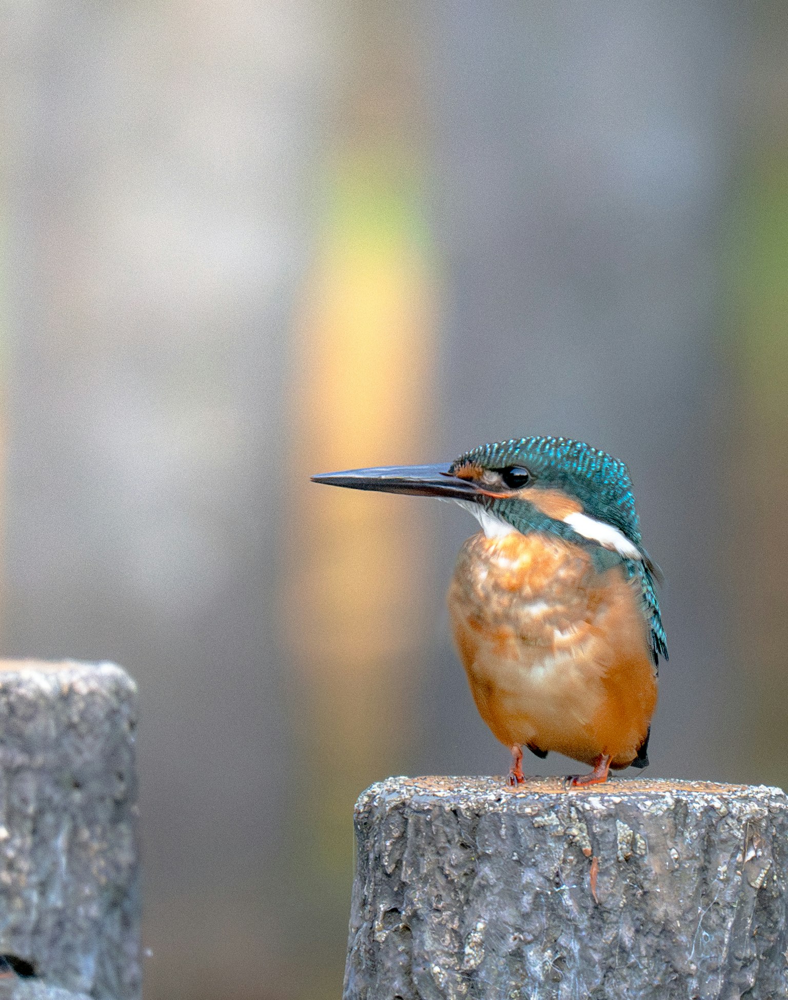 Un martinete con plumas azules y vientre naranja posado sobre un poste de madera