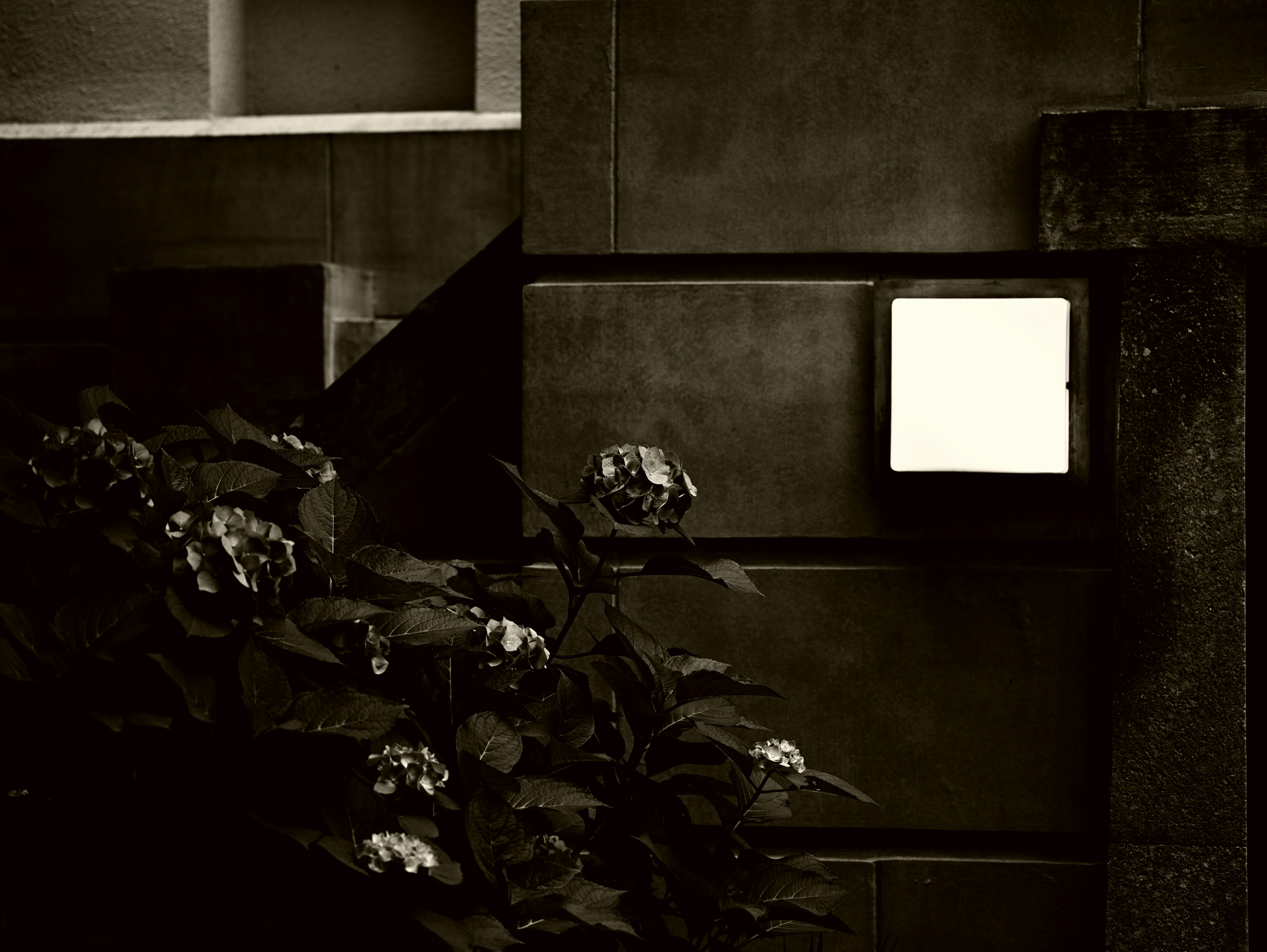 Un coin extérieur calme avec des fleurs et des feuilles près d’un mur