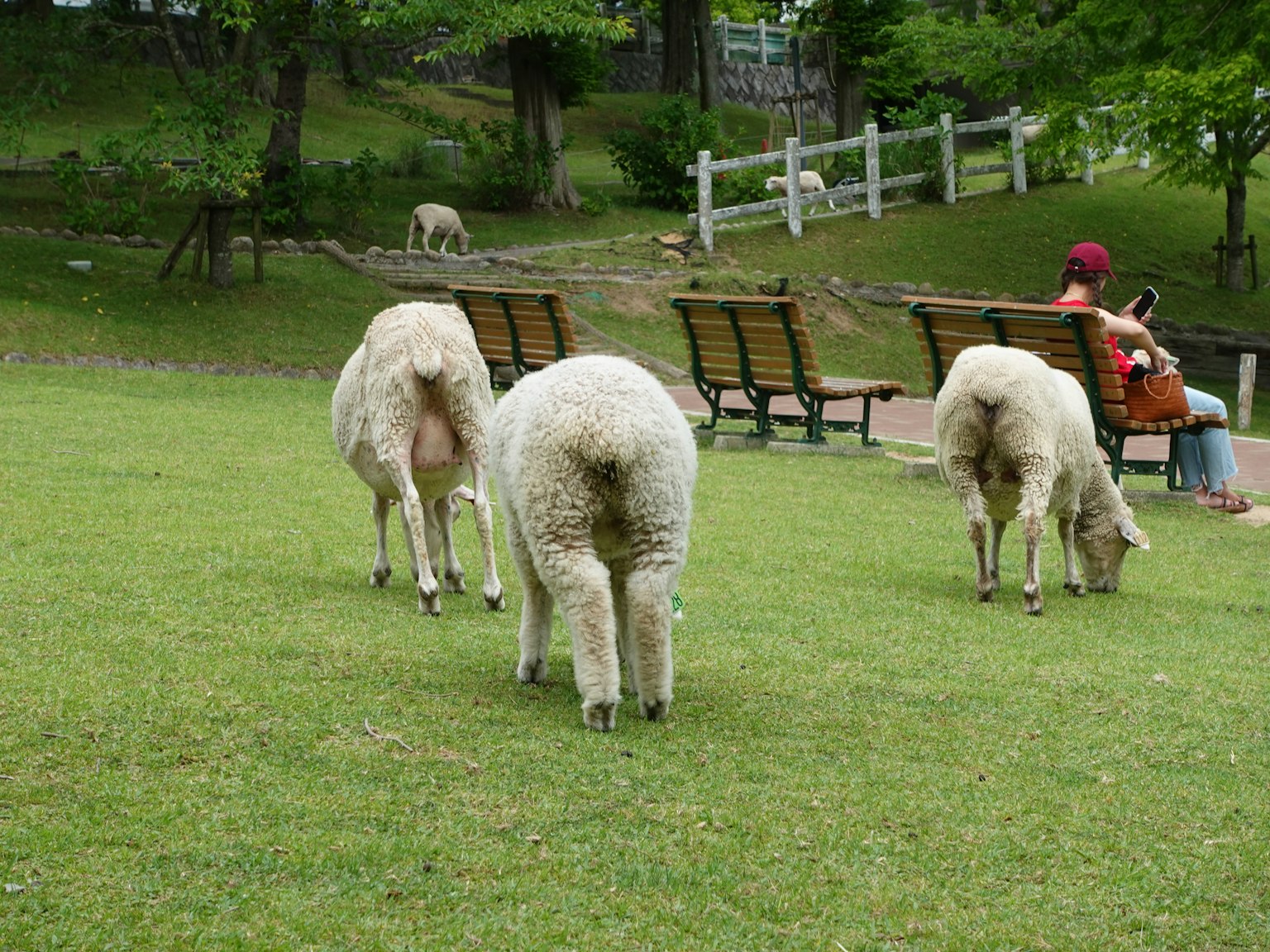 Un groupe de moutons broutant dans un parc avec une personne assise sur un banc