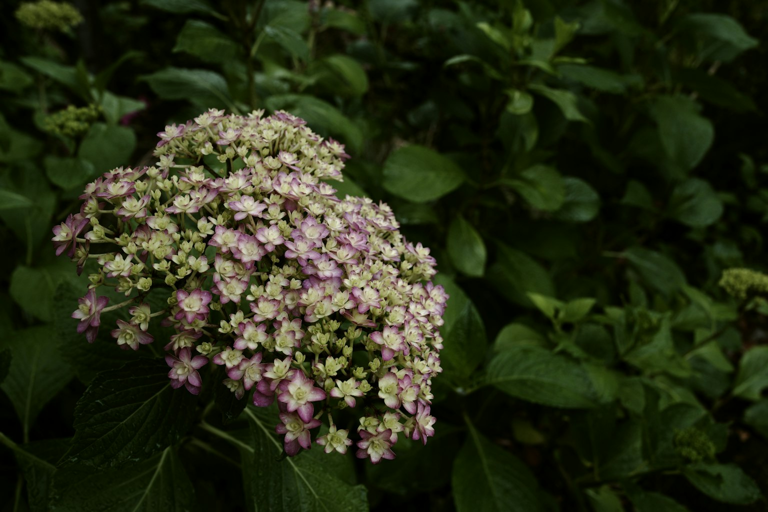 Gros plan de fleurs d'hortensia dans des teintes de violet pâle et de vert