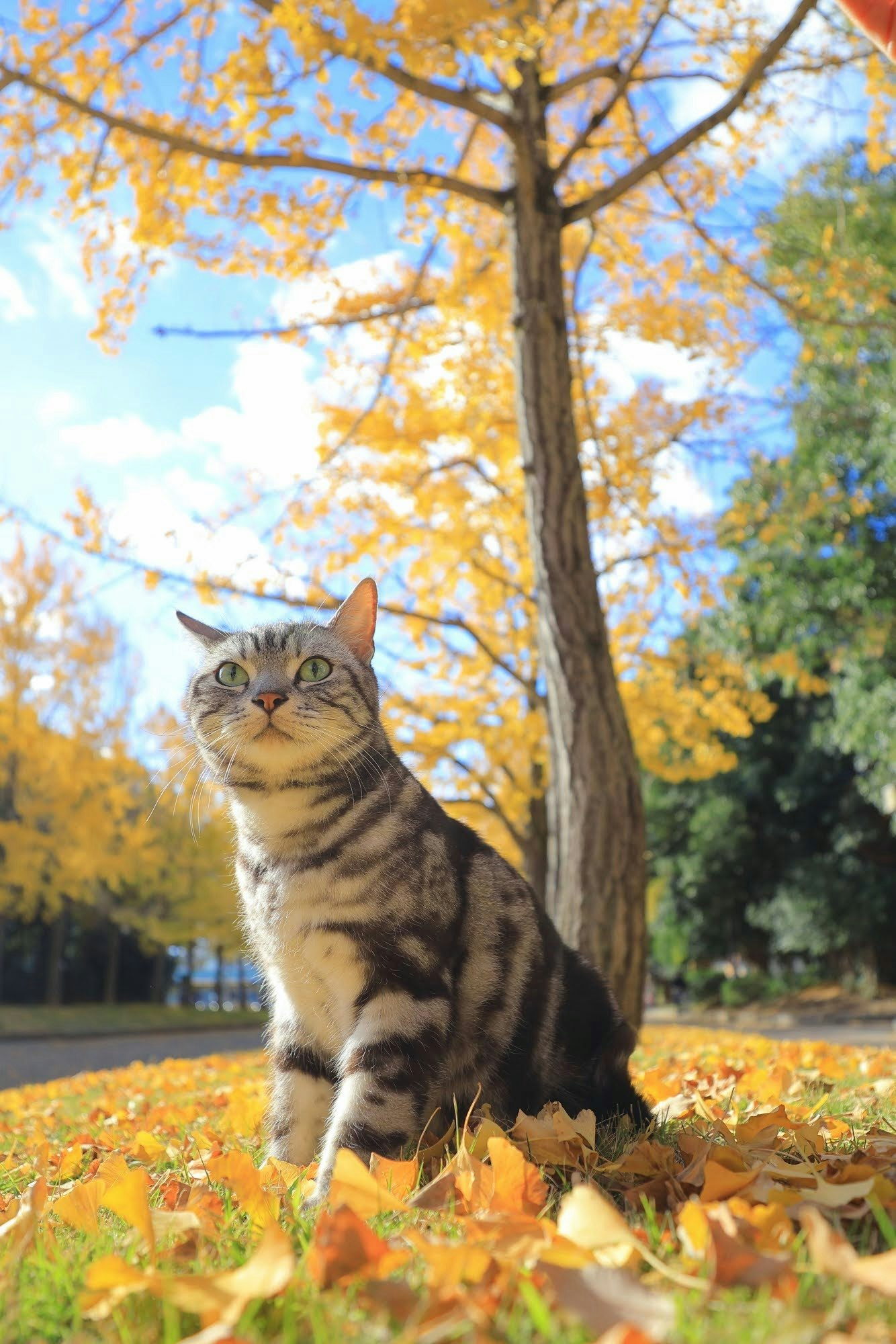 堺市・大泉緑地の銀杏並木で秋の落ち葉の上に座る猫